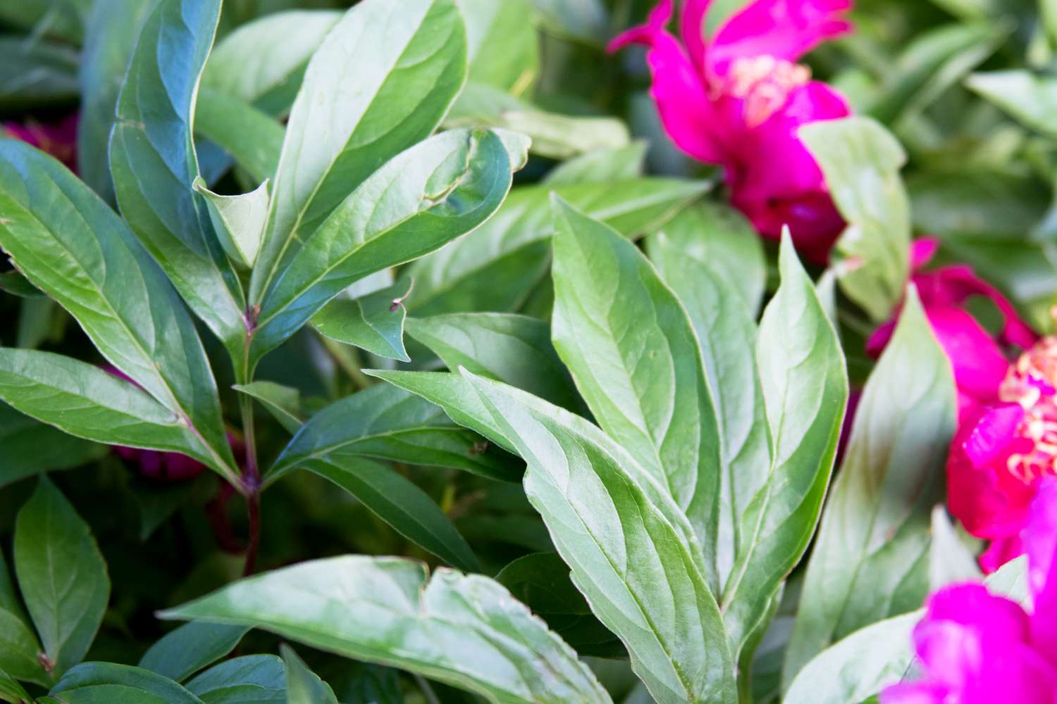 Lange wächserne Blätter in der Nähe von rosa Pfingstrosen