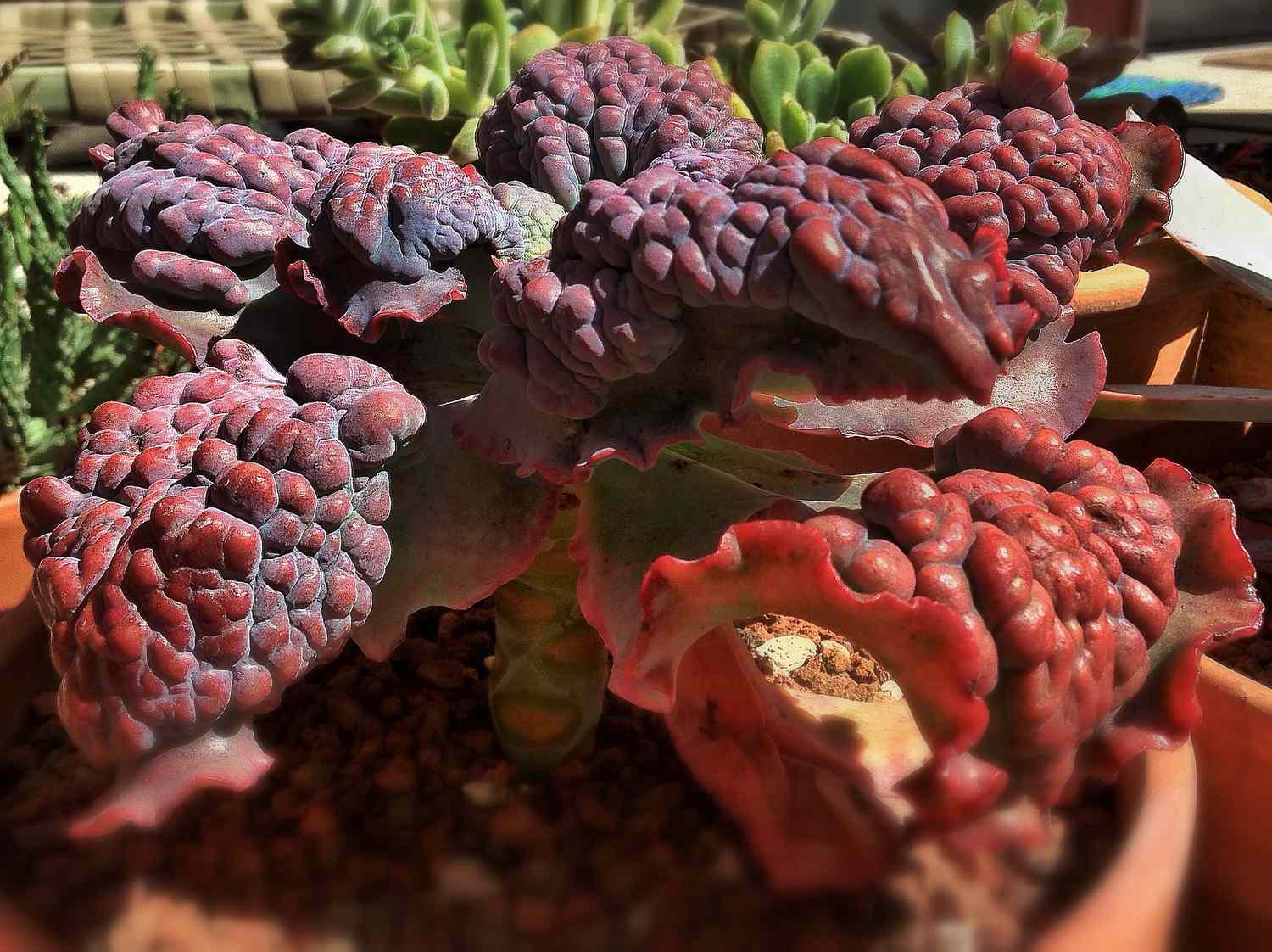 Echeveria gibbiflora 'Barbillion' in Töpfen im Freien