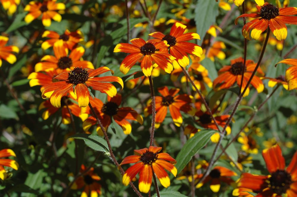 'Prairie Glow'-Rudbeckien mit brauner Mitte und orangefarbenen Blütenblättern mit gelber Spitze