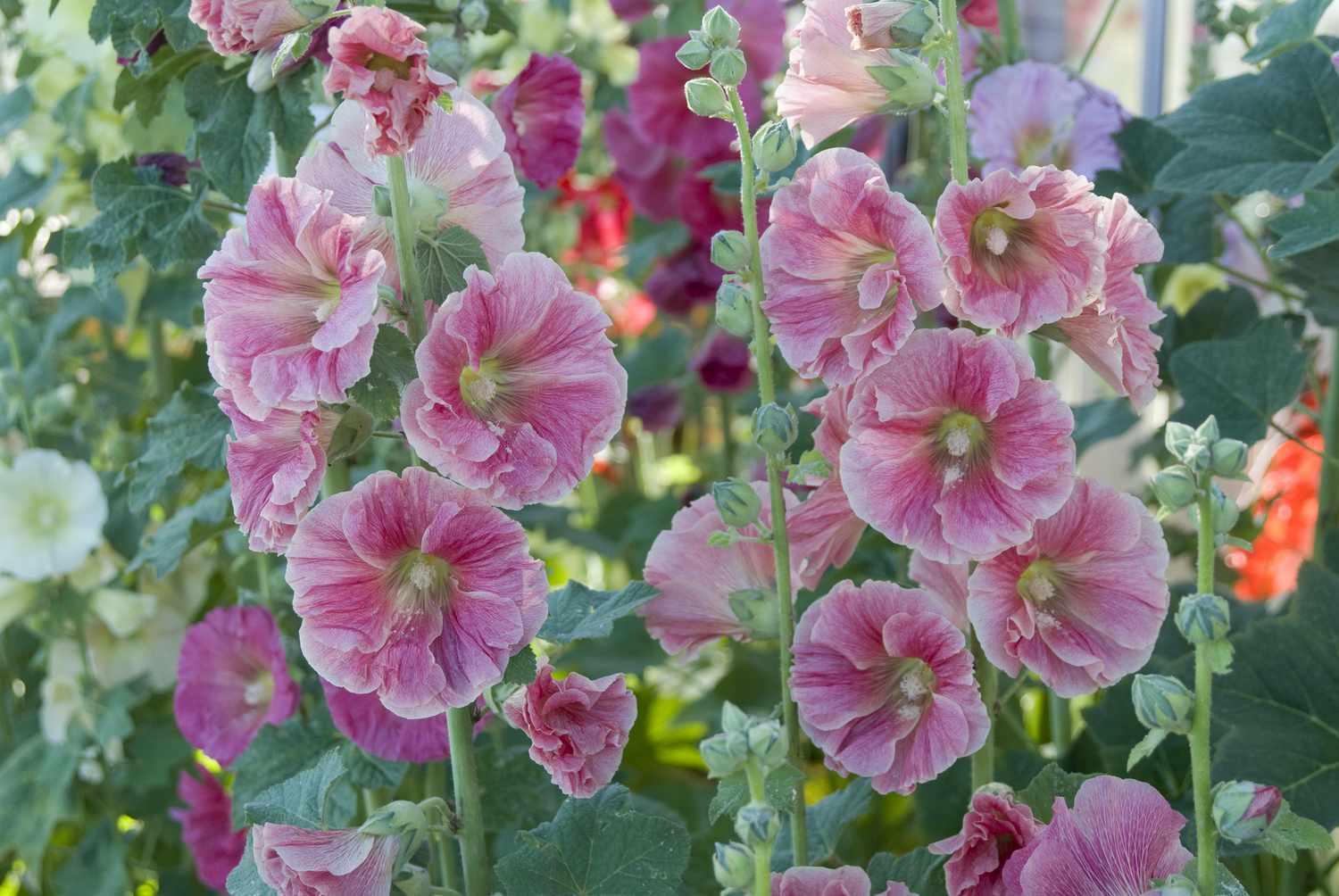 Rosa Stockrosen in Blüte