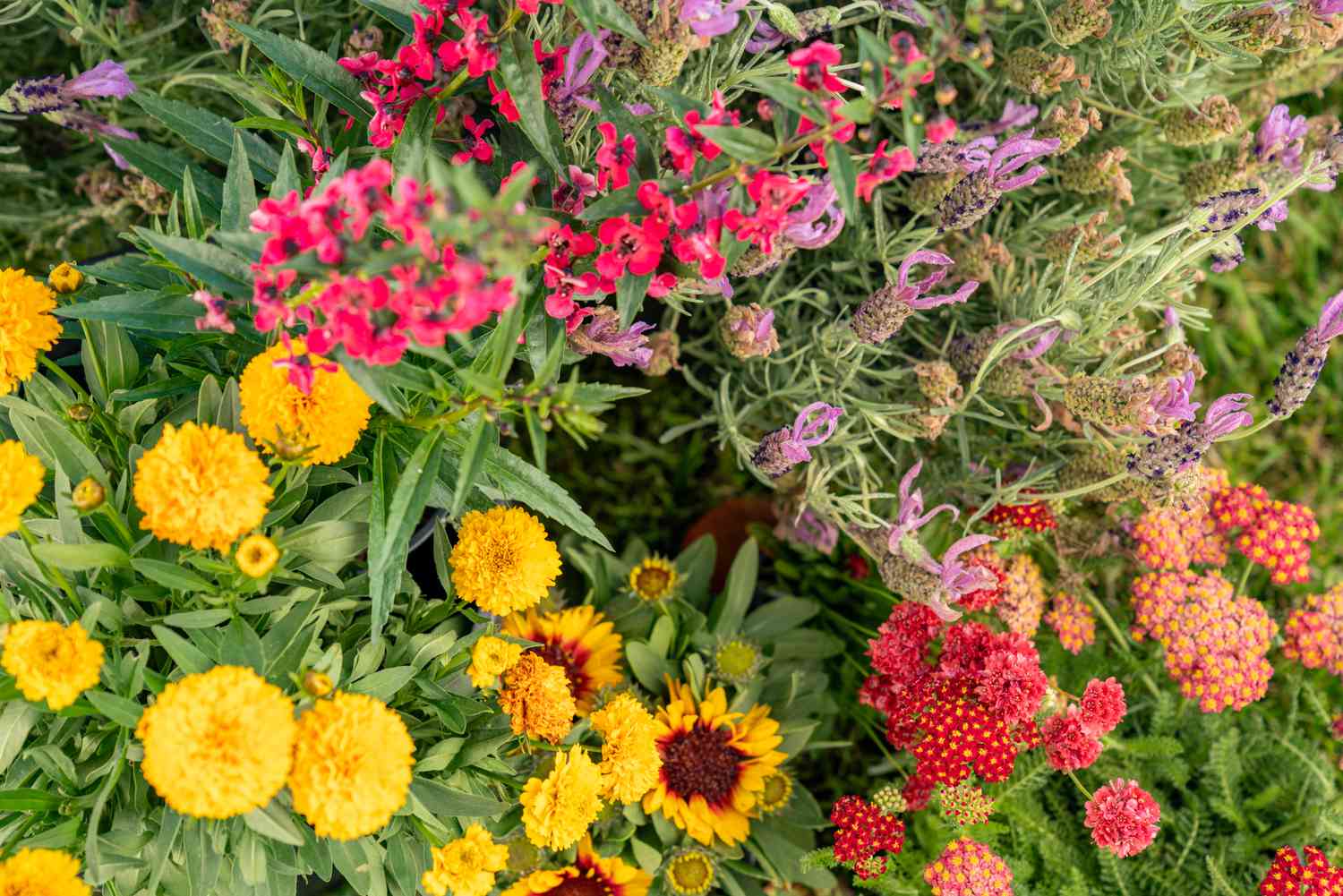 Farbenfrohe Blumensorten für die Farbgestaltung des Gartenbeets