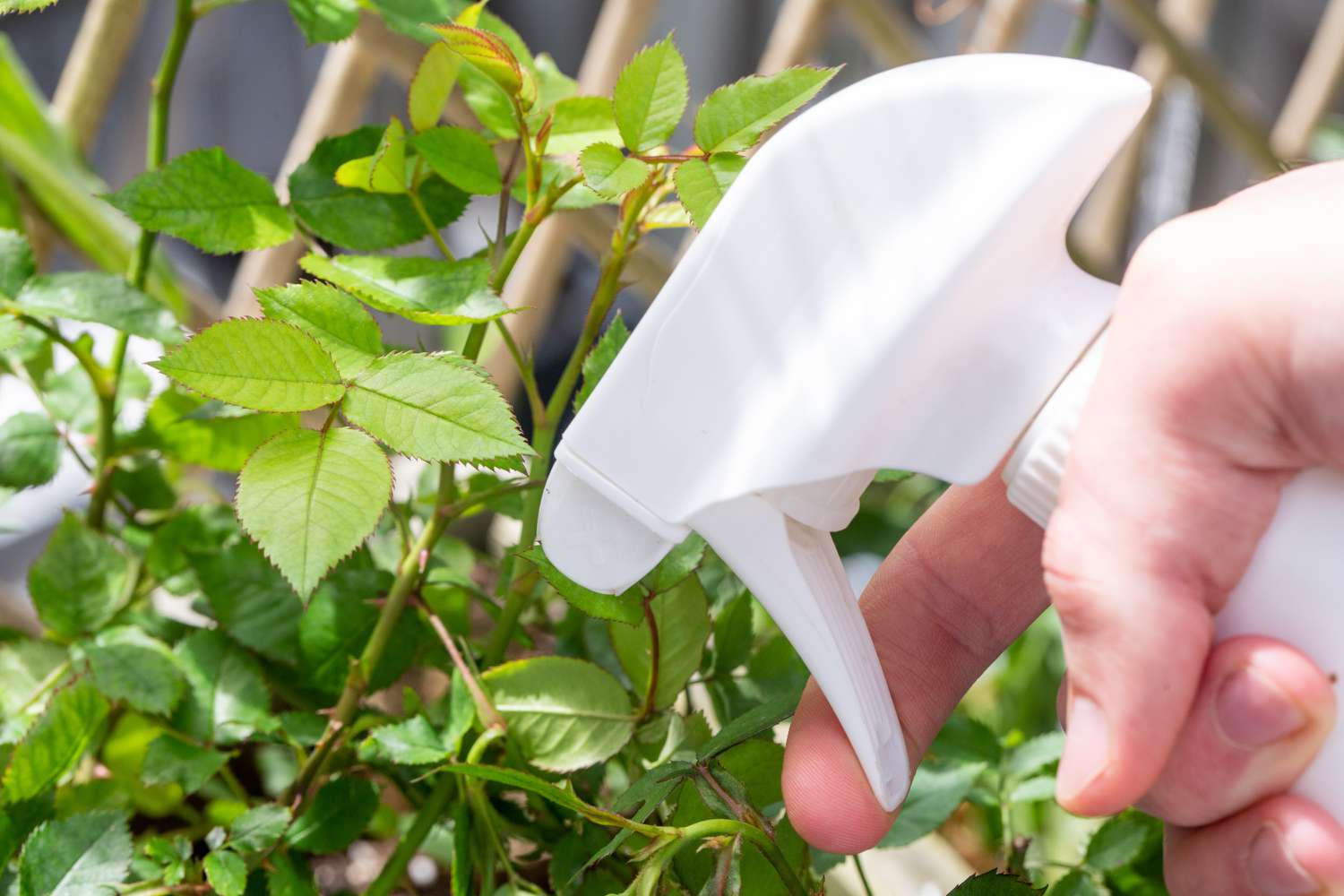 Jabón insecticida rociado en plantas de exterior para prevenir pulgones