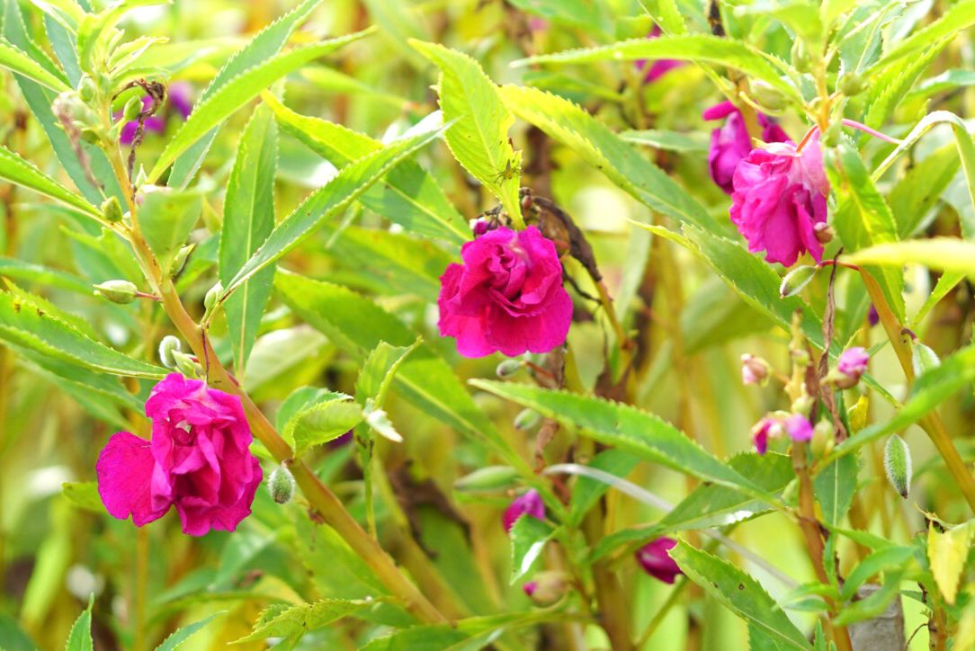 closeup of balsam flowers