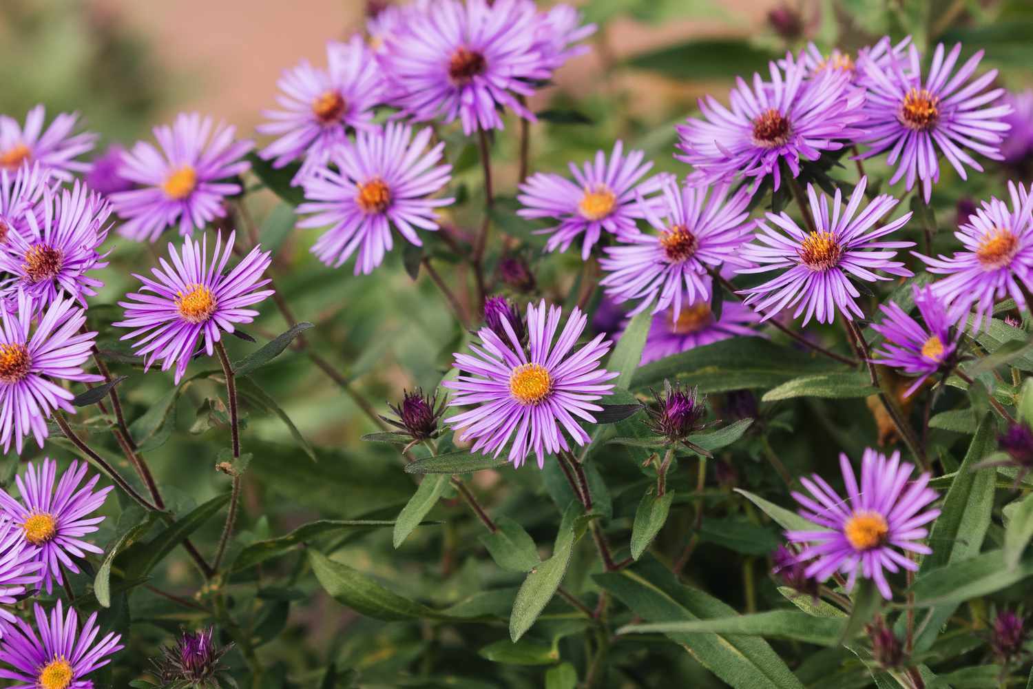 Comment cultiver et prendre soin des Asters de Nouvelle-Angleterre