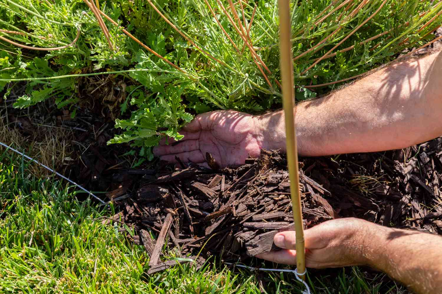 Fresh brown mulch added under garden bed next to lawn edge