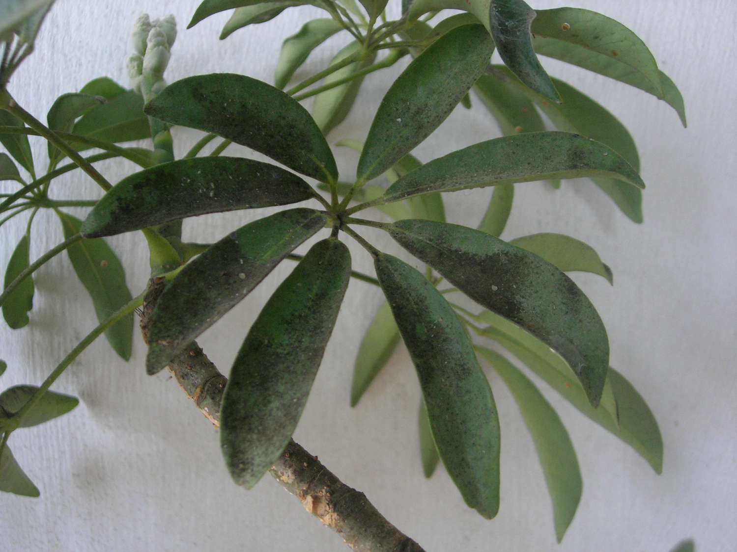 Rußschimmel auf Schefflera-Baumblättern.