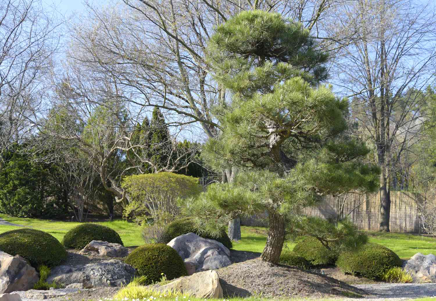 Anbau und Pflege der Japanischen Schwarzkiefer