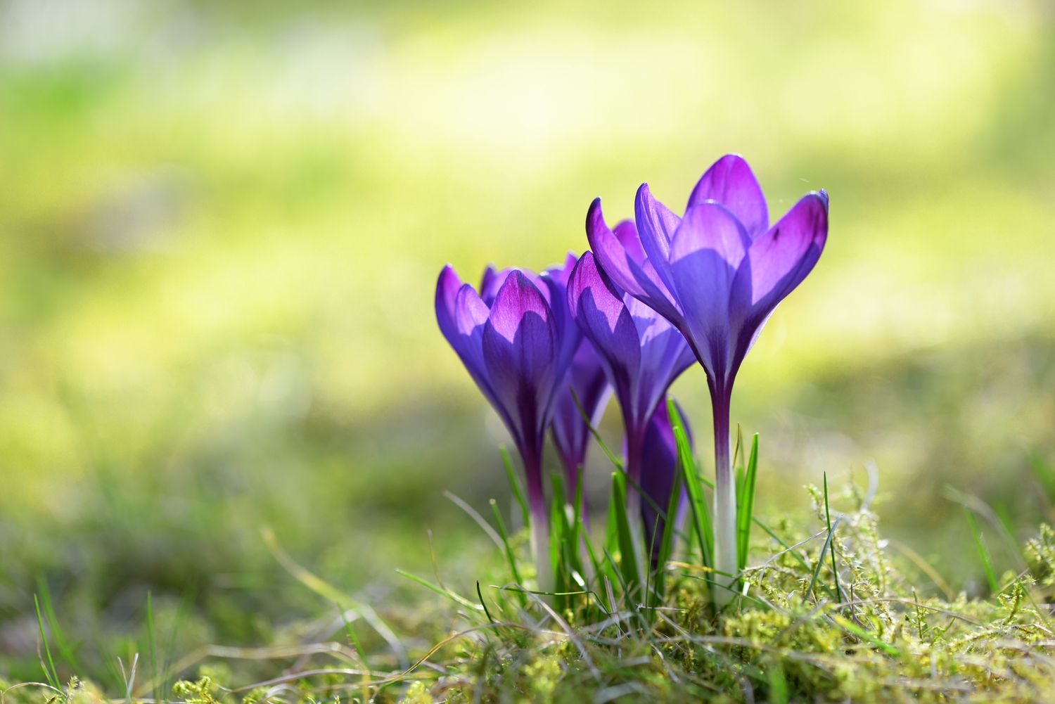 Krokuspflanze mit tiefvioletten becherförmigen Blüten, die aus dem Boden wachsen