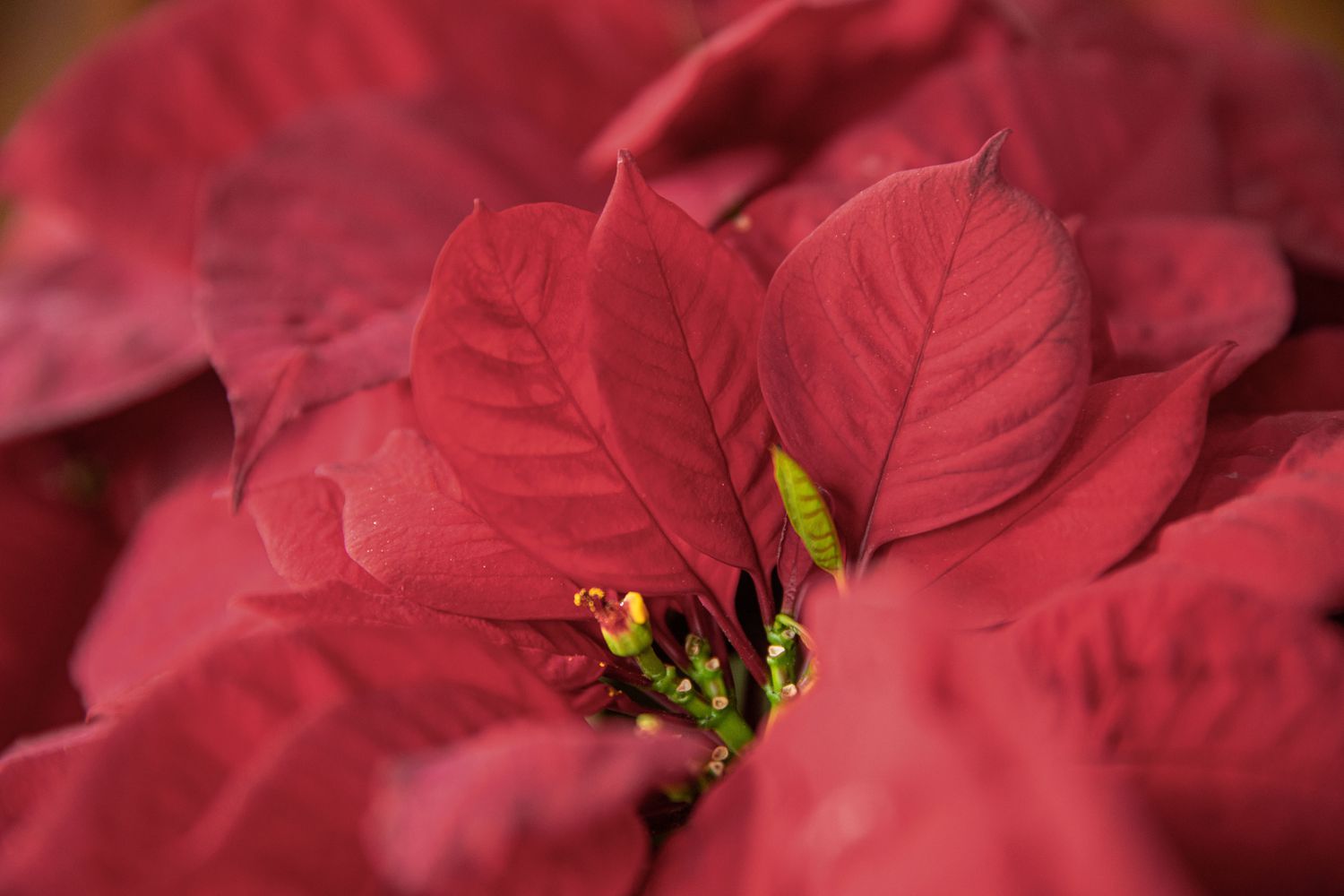 a prestige maroon poinsettia