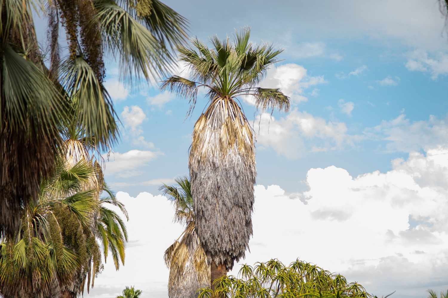 Palmier dattier avec vieilles frondes couvrant le haut du tronc et frondes clairsemées au sommet