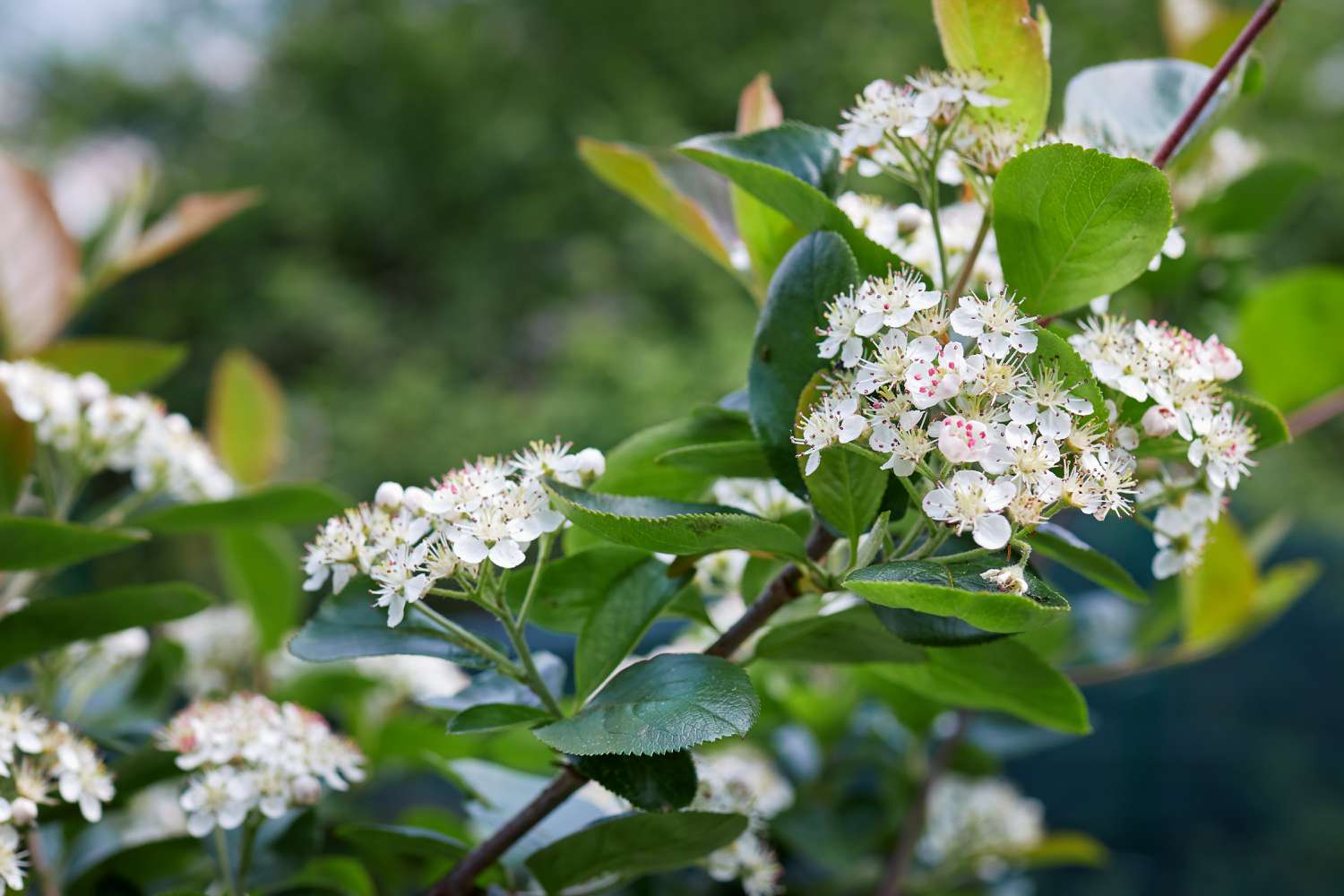 Schwarze Aroniablüten (Aronia melanocarpa) im Garten.