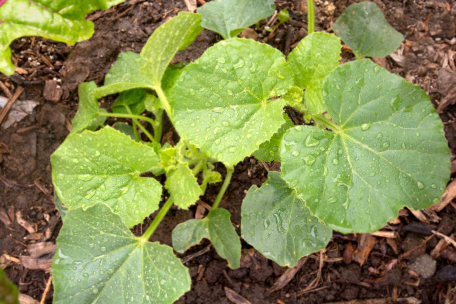 Planta de melón con hojas grandes y agua en la parte superior