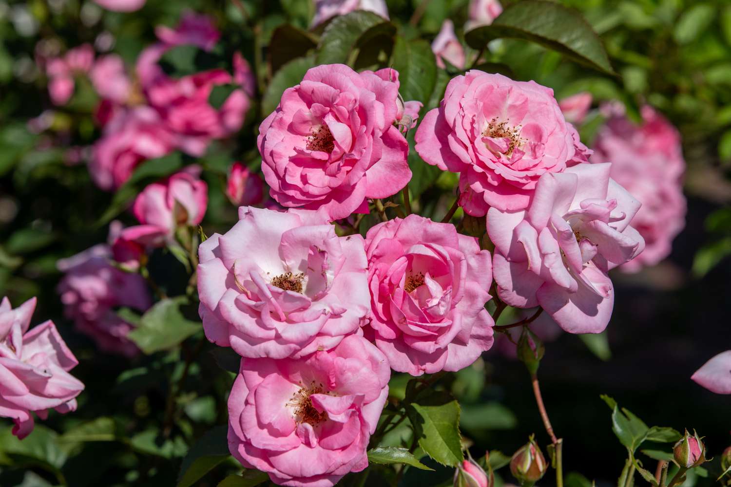 Anbau und Pflege von Rosensträuchern