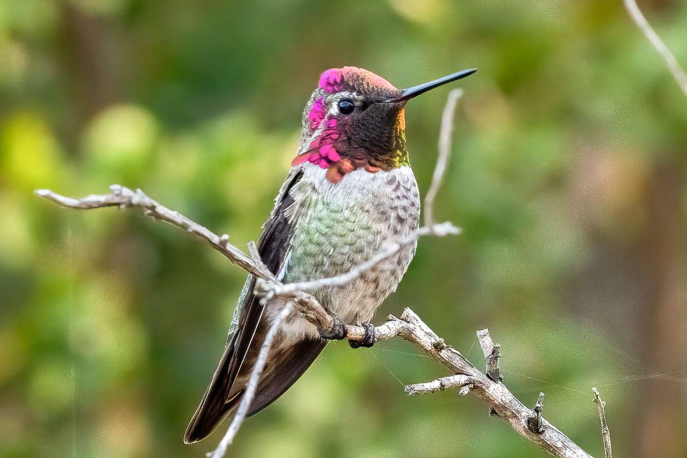 Colibrí de Anna con la cabeza rosa y marrón sentado en una rama