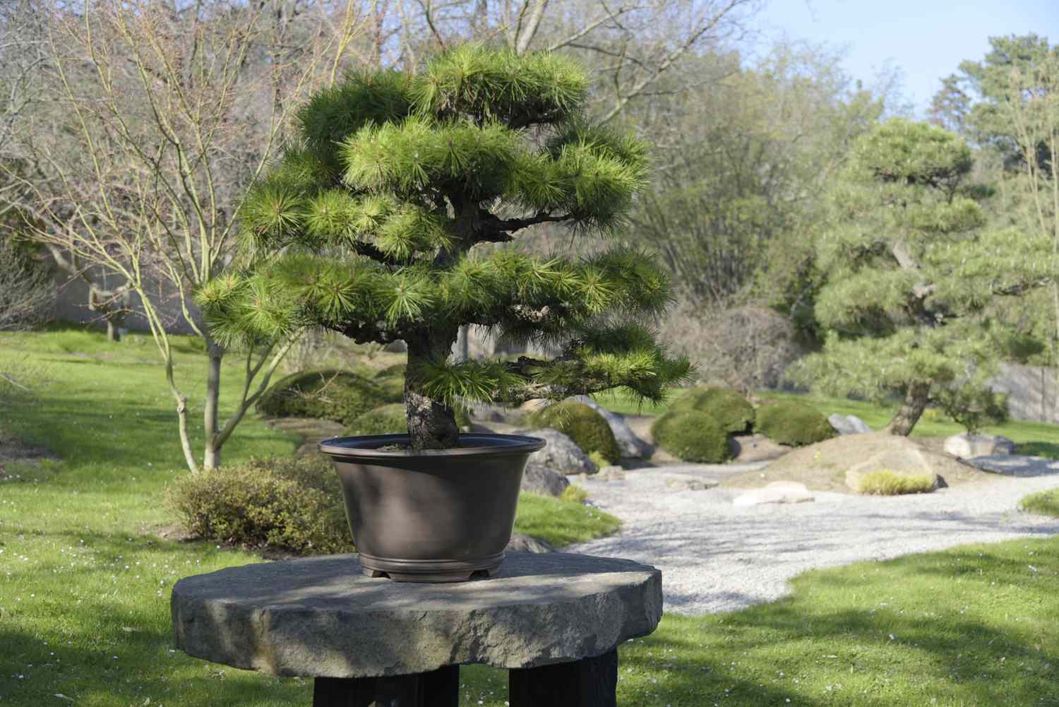 Japanische Schwarzkiefer in kleinem Topf auf Steinplatte im Zen-Garten