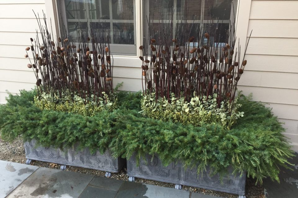 Dos maceteros rectangulares con ramas perennes, follaje verde pálido y tallos marrones secos con vainas de flores en el centro