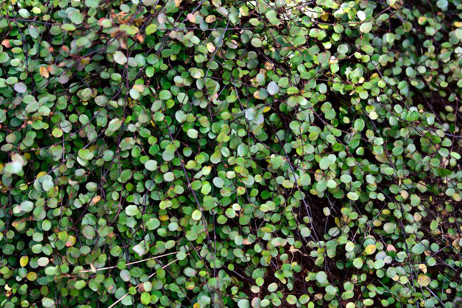Creeping wine vine groundcover with small circular leaves closeup