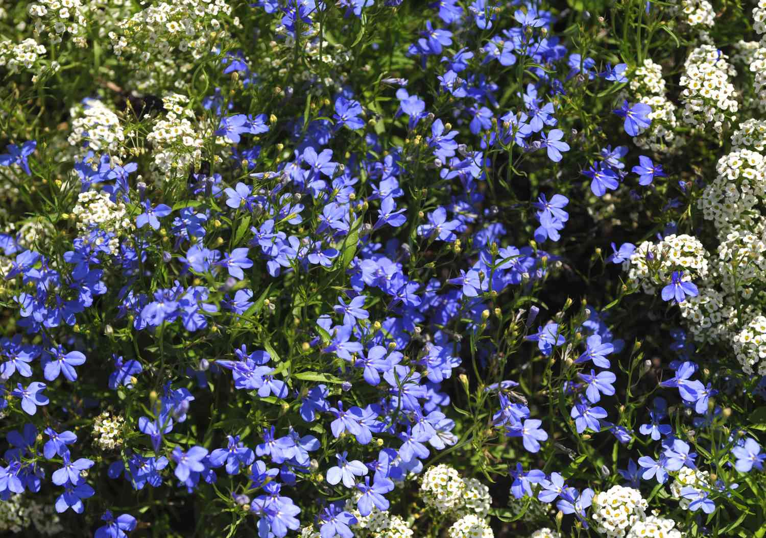 Schleppende Lobelienpflanze mit kleinen violetten Blüten zwischen den Blättern und kleinen weißen Blütenbüscheln