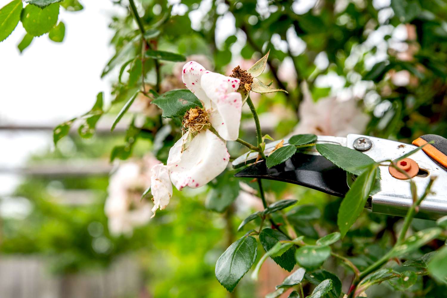 Haste de roseira trepadeira com flor branca aparada com podador