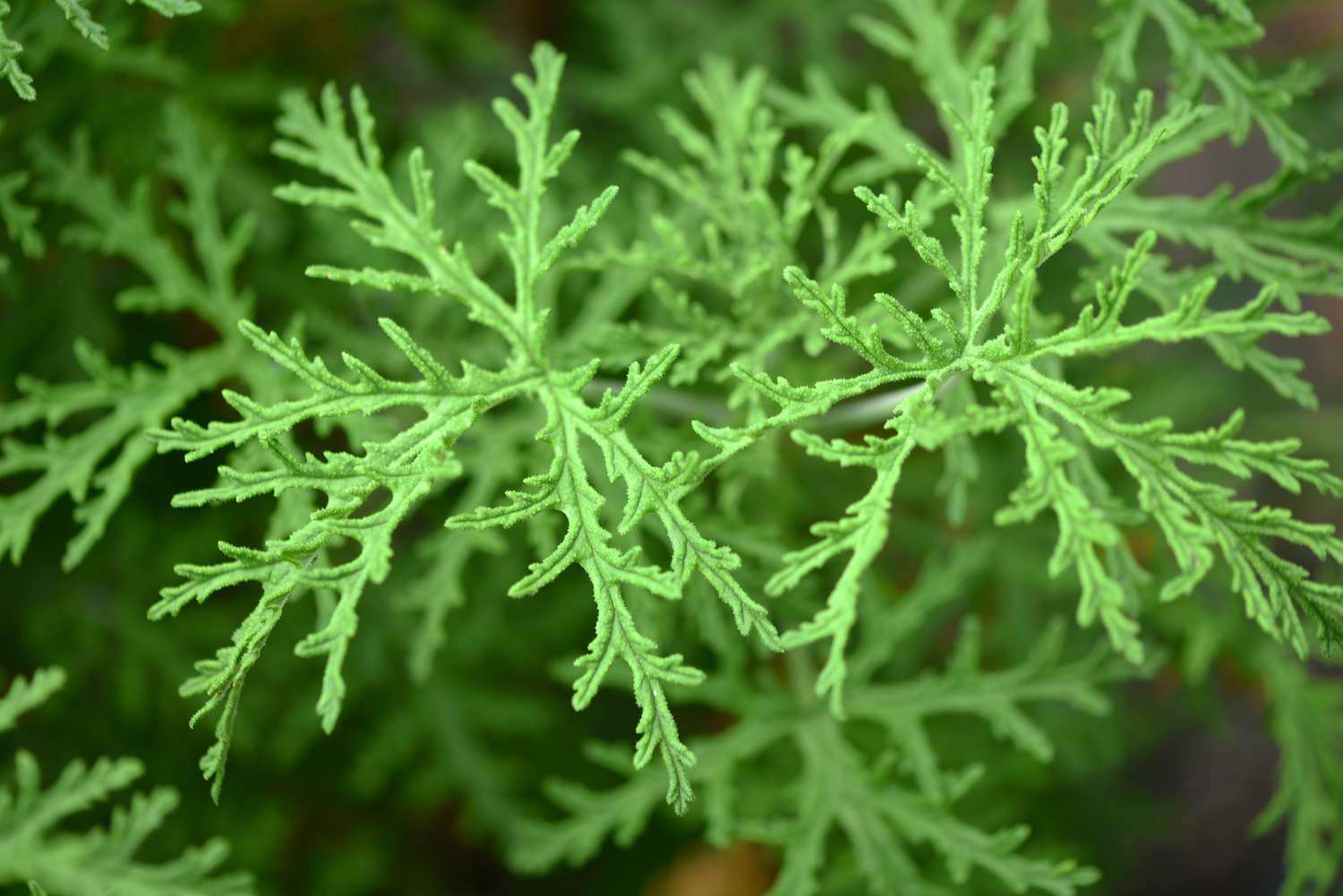 Planta de geranio de hoja perfumada con hojas gruesas en forma de encaje de cerca