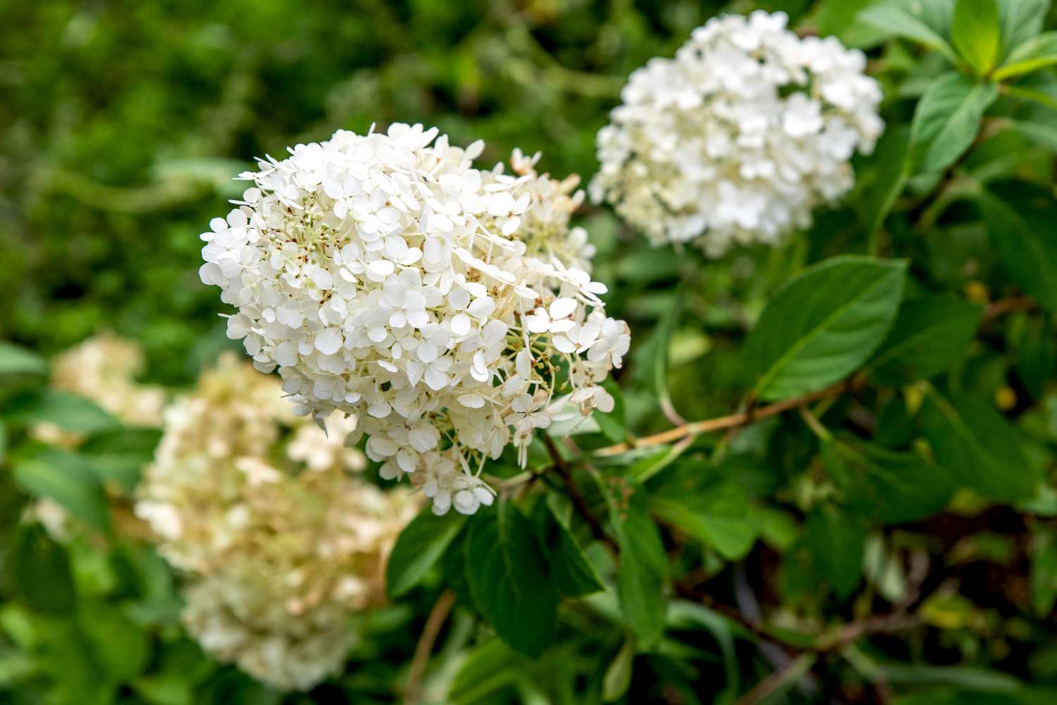 Arbusto de hortênsia Bobo com panículas de flores brancas na extremidade dos galhos com folhas ovais