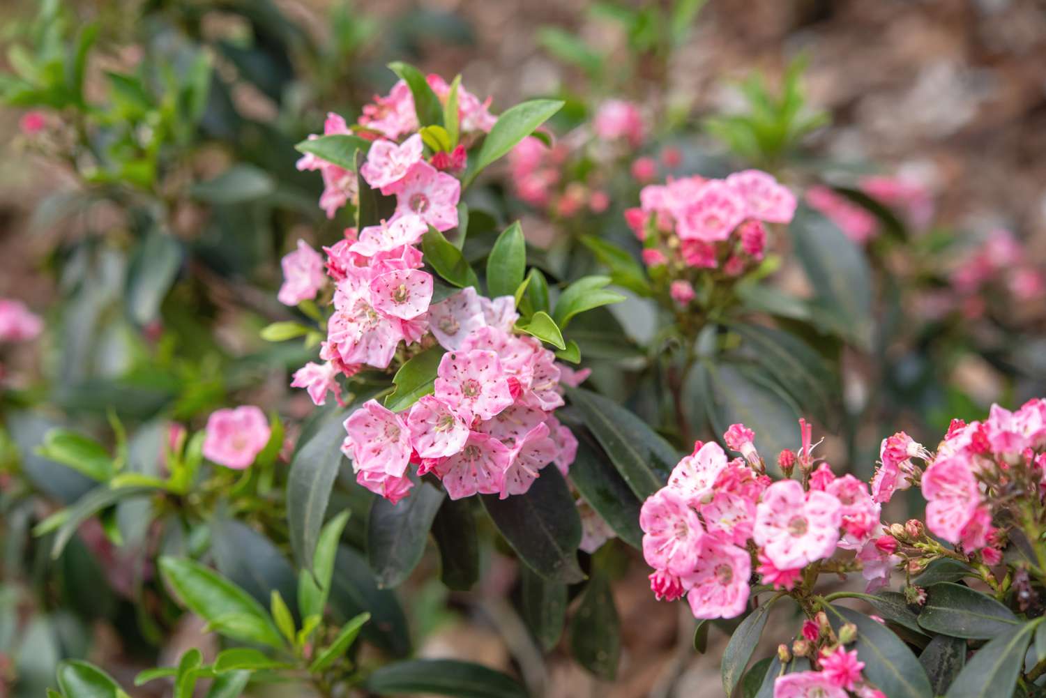 Berglorbeerstrauch mit kleinen rosa Blütenbüscheln und Knospen