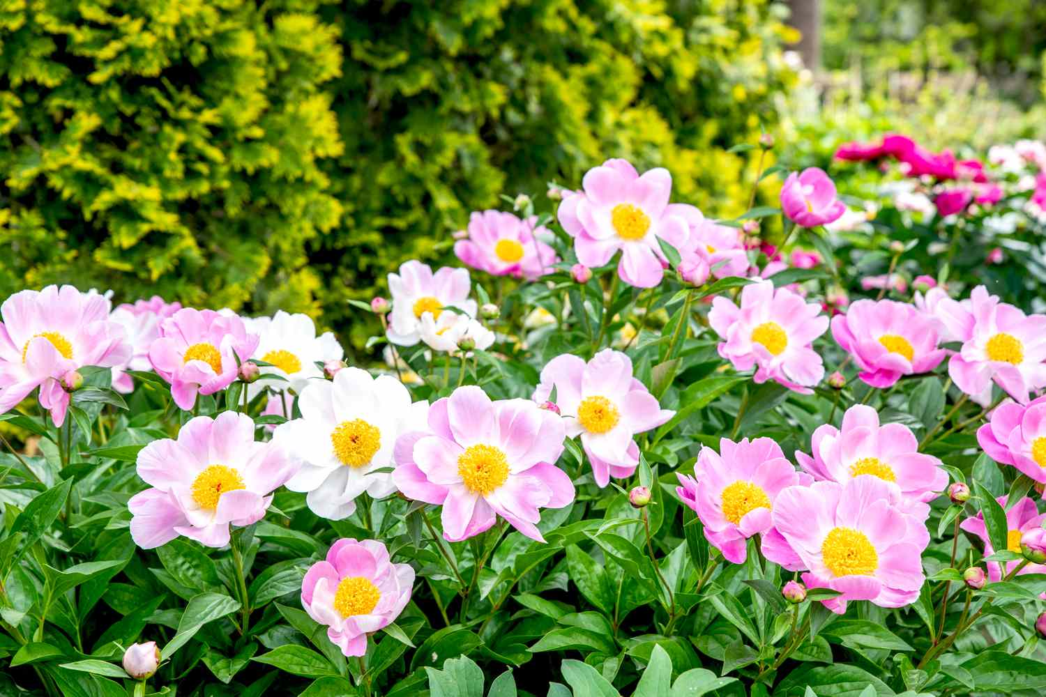 Flores de peonía con pétalos rosa claro y blanco rodeando centros amarillos en el jardín