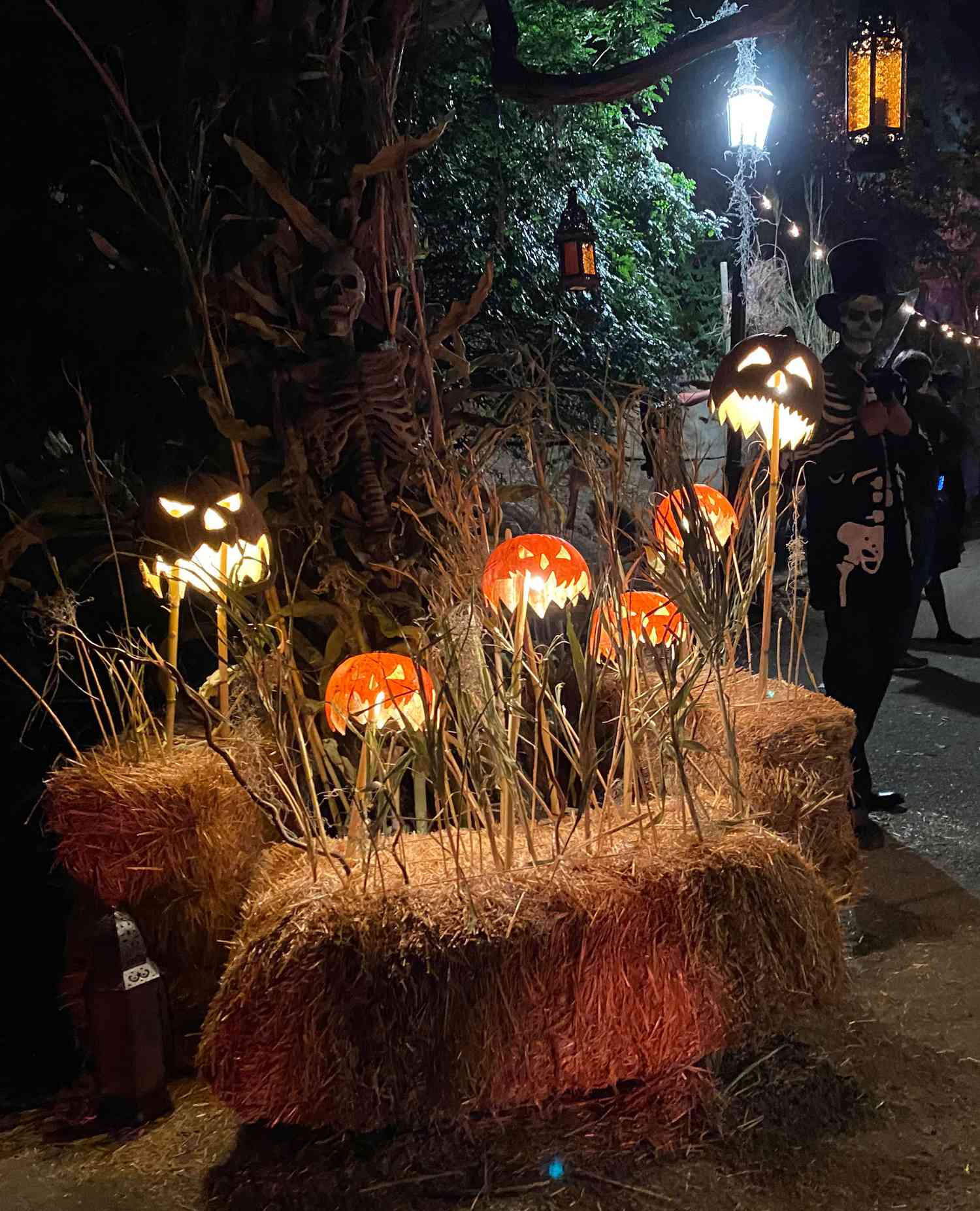 Primer plano de calabazas del plató en 