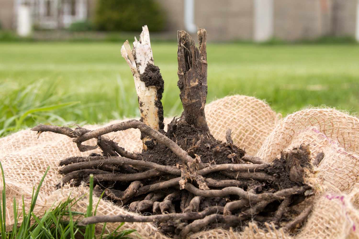 Plante d'asperge transplantée sur toile de jute entourée d'herbe