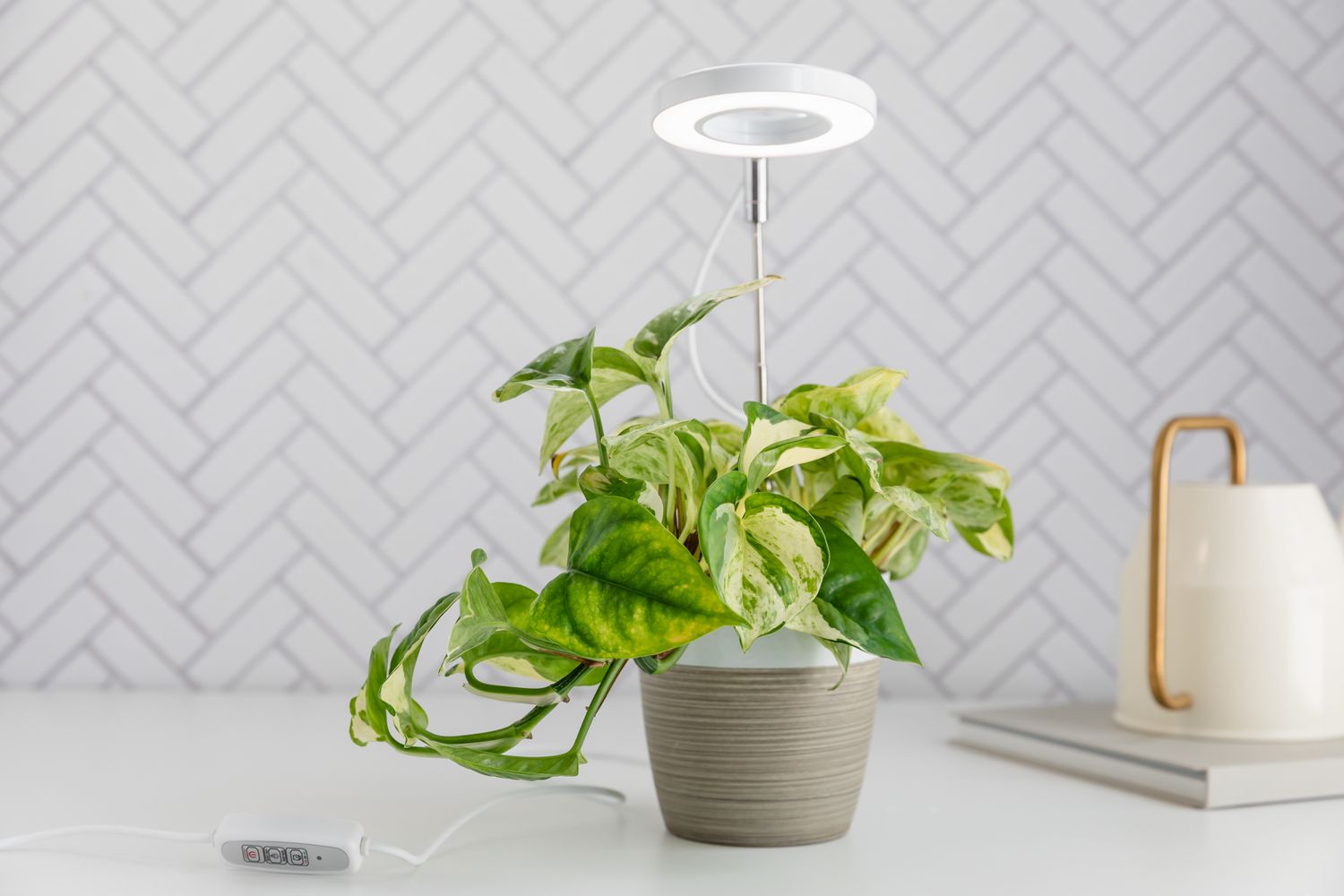 Luz de cultivo colocada sobre una planta de pothos variegados en maceta sobre un escritorio blanco