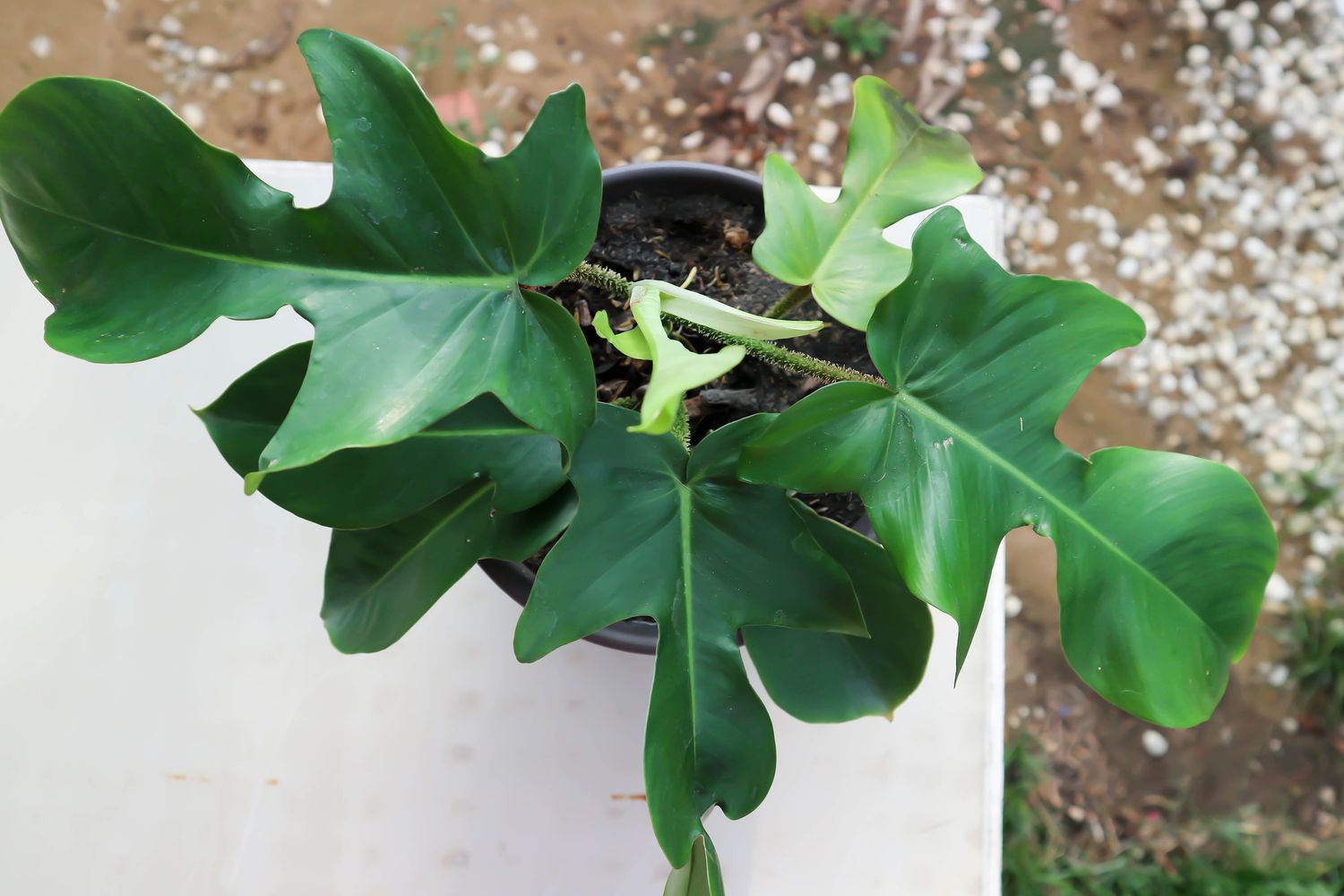 Overhead shot of a philodendron pedatum on top of a white table outdoors.