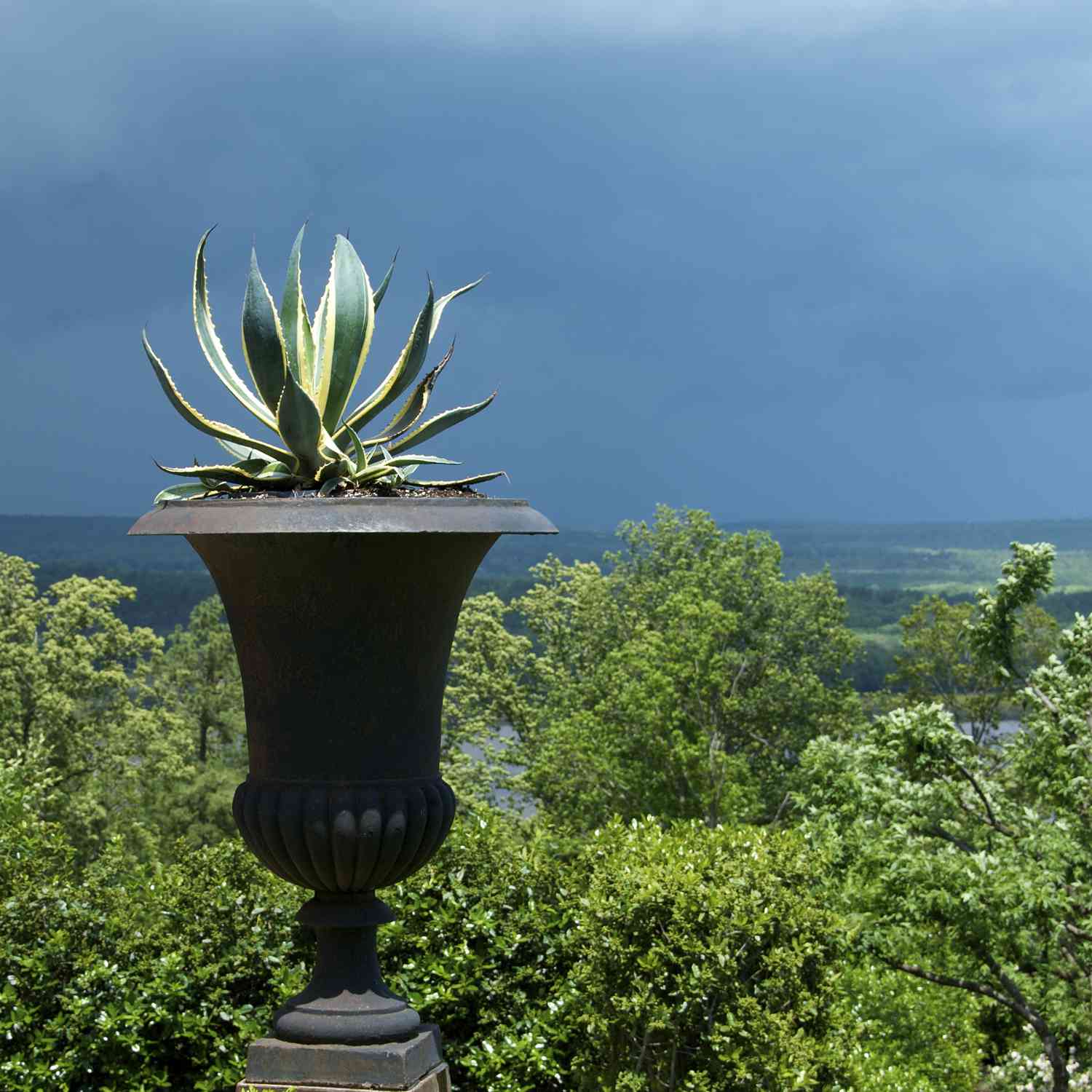 Agave em um vaso de jardim na fazenda de P. Allen Smith Agave Americana em um grande vaso de ferro