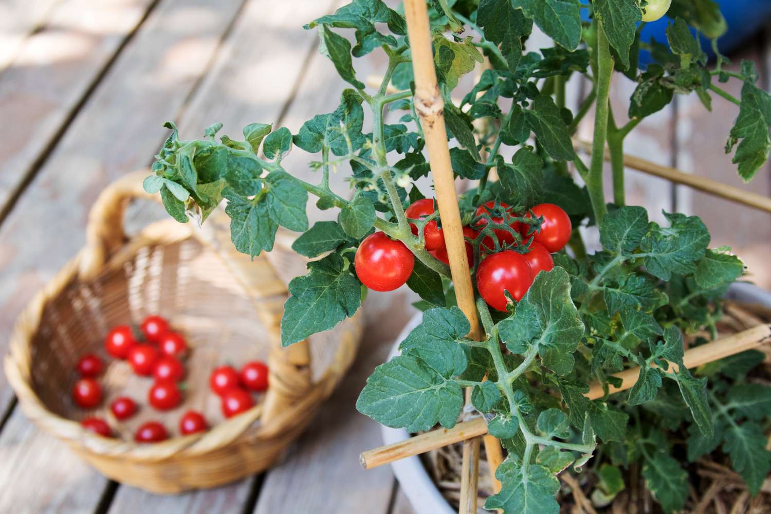 Leuchtend rote Tomaten hängen am Pflanzenstamm neben einem Weidenkorb mit geernteten Tomaten