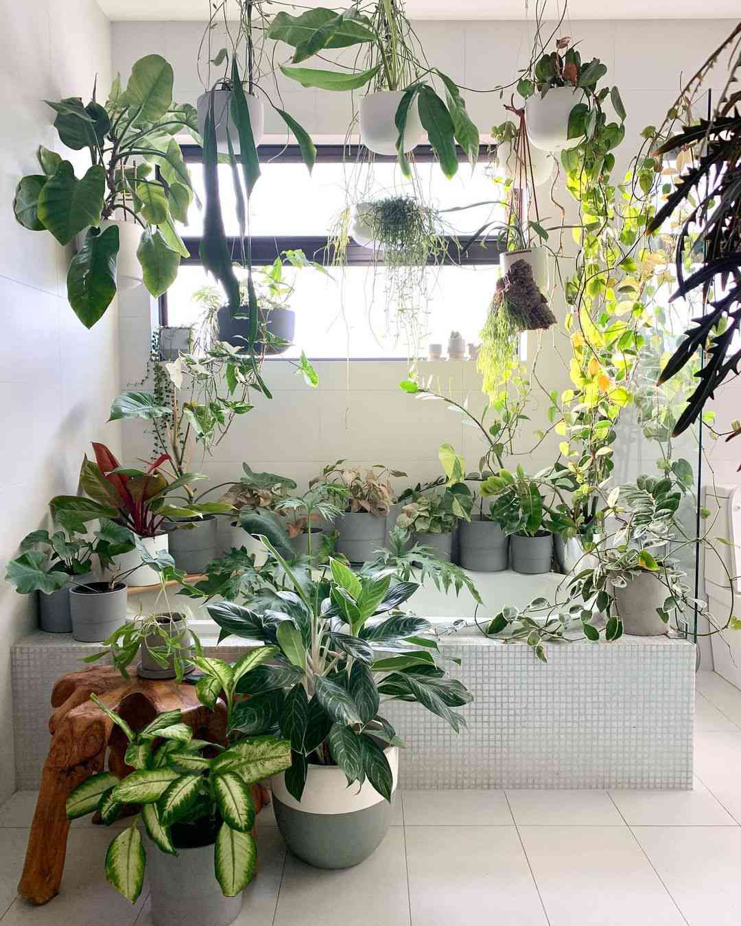 Beaucoup de plantes dans une salle de bain