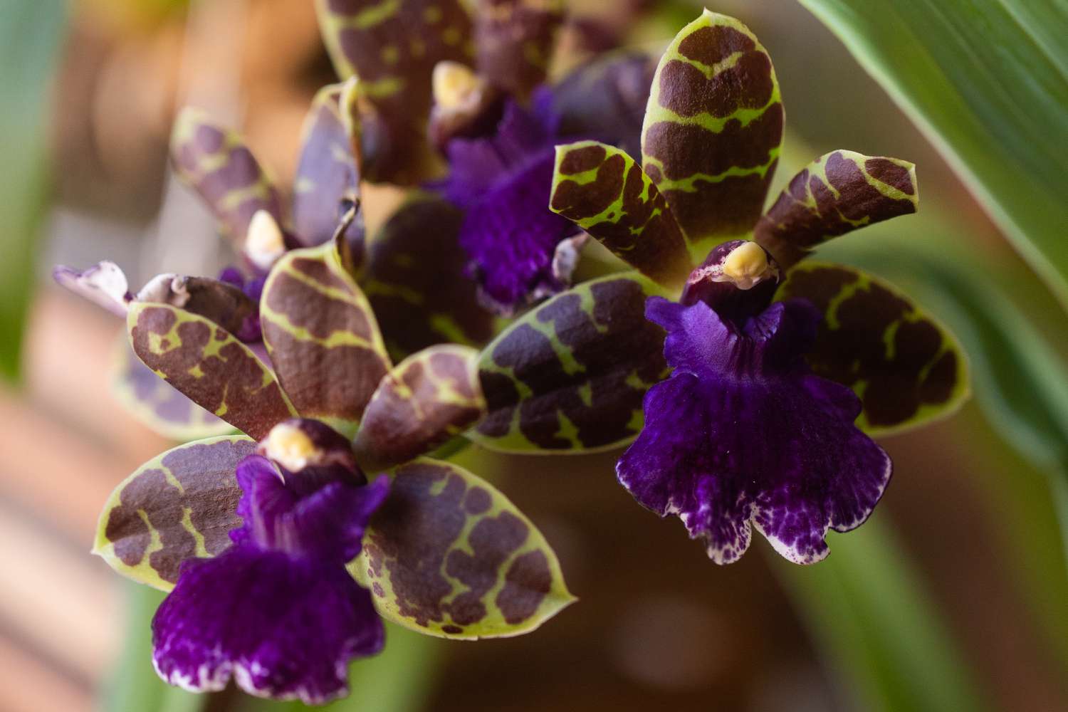 Zygopetalum-Orchideen mit gemusterten grünen und burgunderroten Blütenblättern und leuchtend lila Lippe