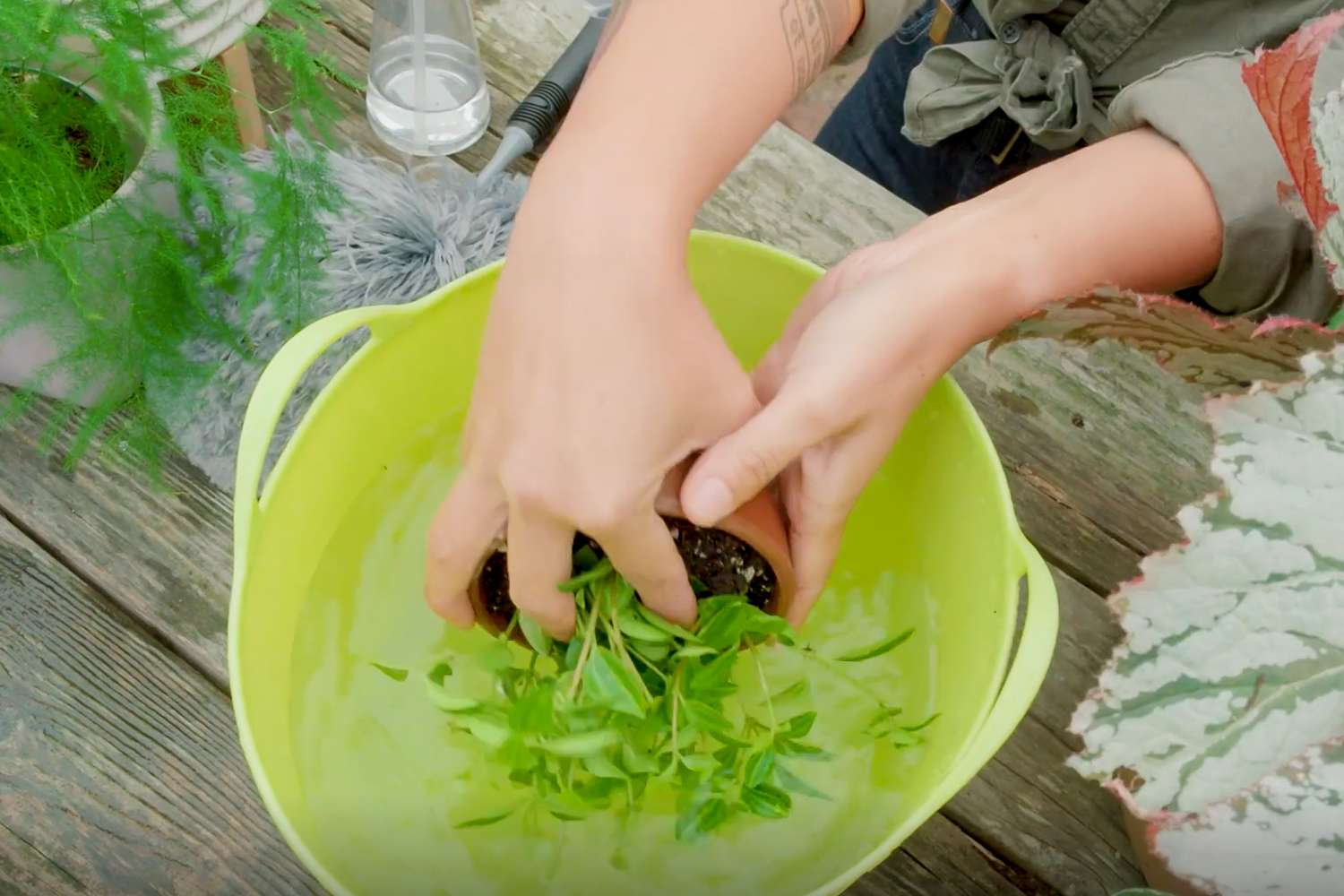 Person, die eine kleine Zimmerpflanze in einen Eimer mit Wasser taucht