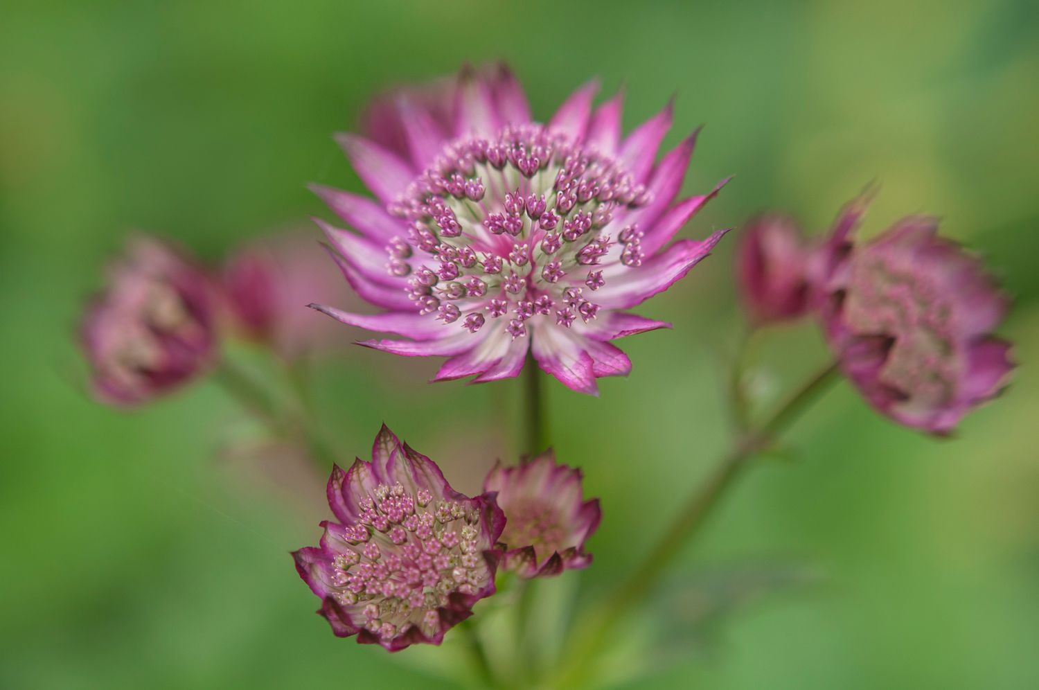 Como cultivar a erva-mestra (Hattie’s Pincushion)