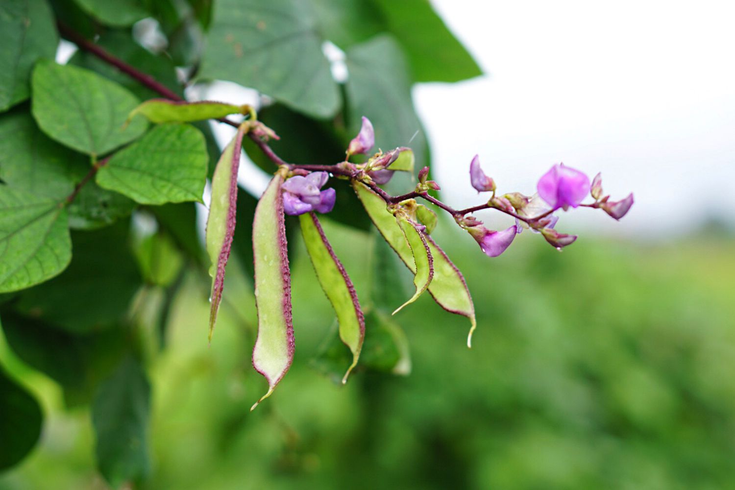 Anbau und Pflege der lila Hyazinthenbohne