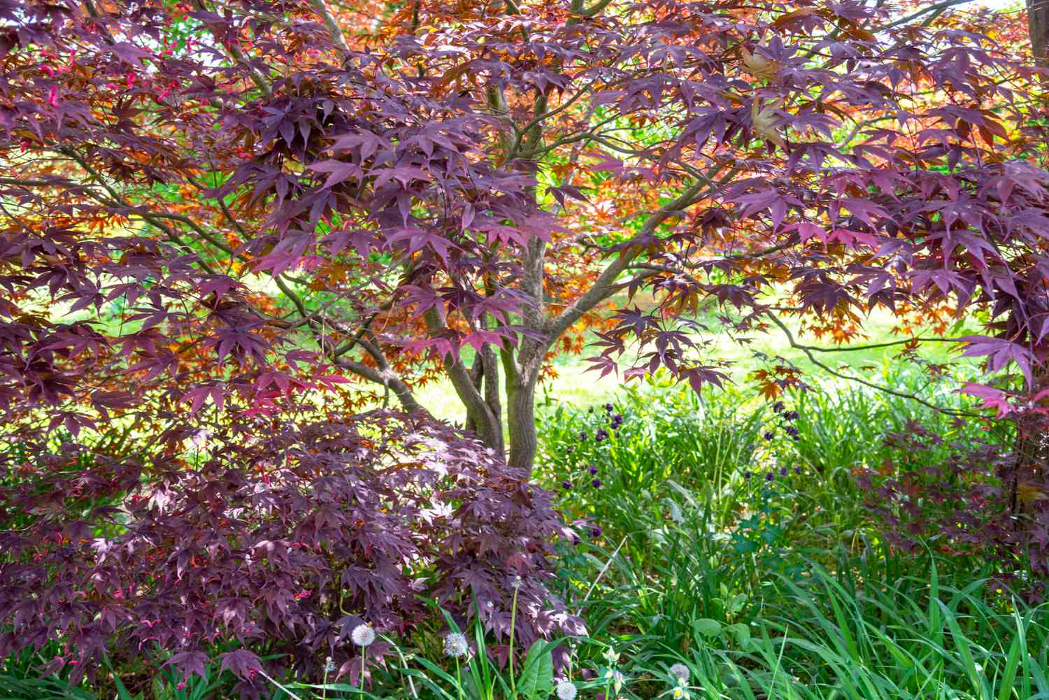 Japanese maple tree with maroon-colored leaves on branches in shade garden