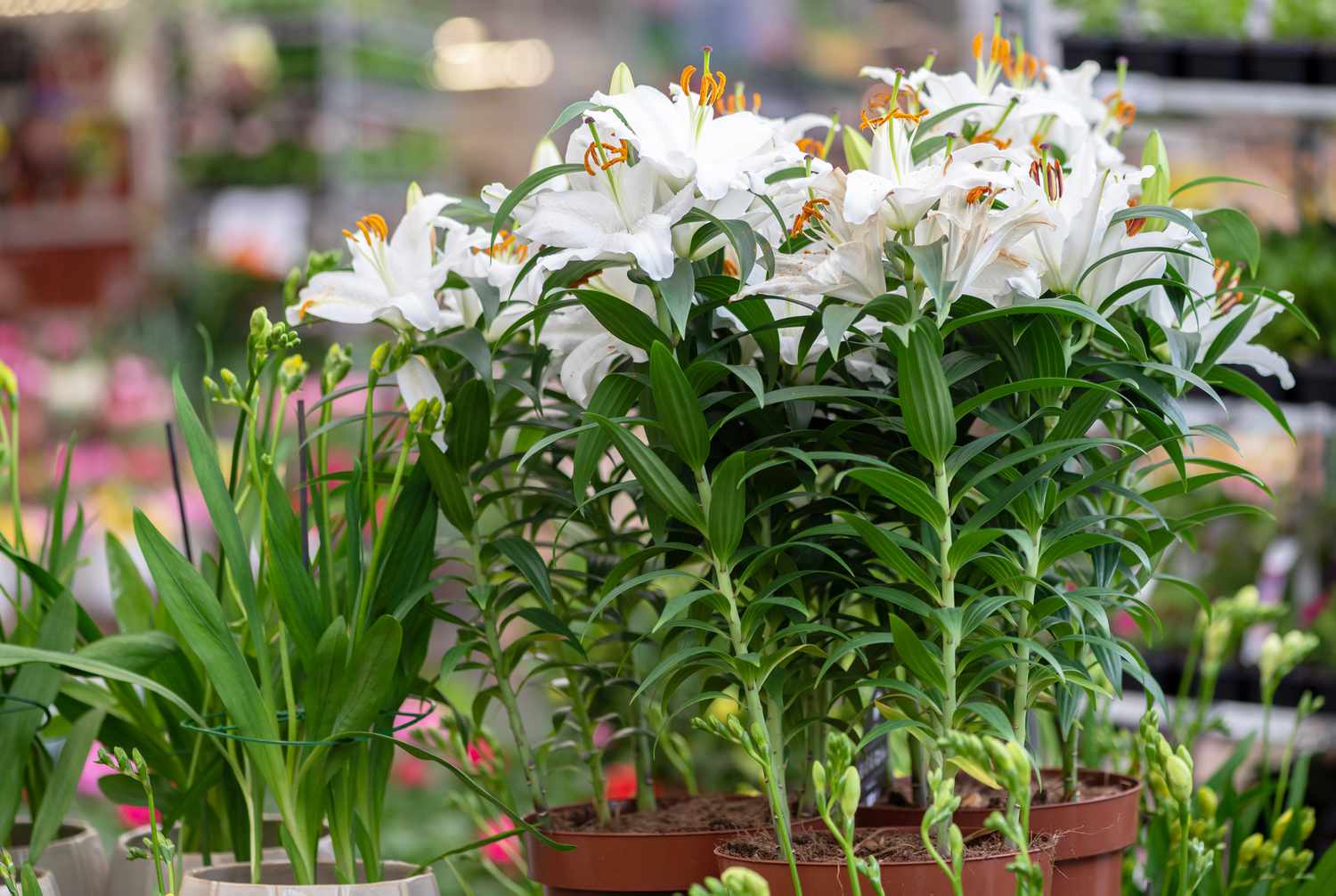 Lirios Casa Blanca en maceta con grandes flores blancas sobre tallos altos