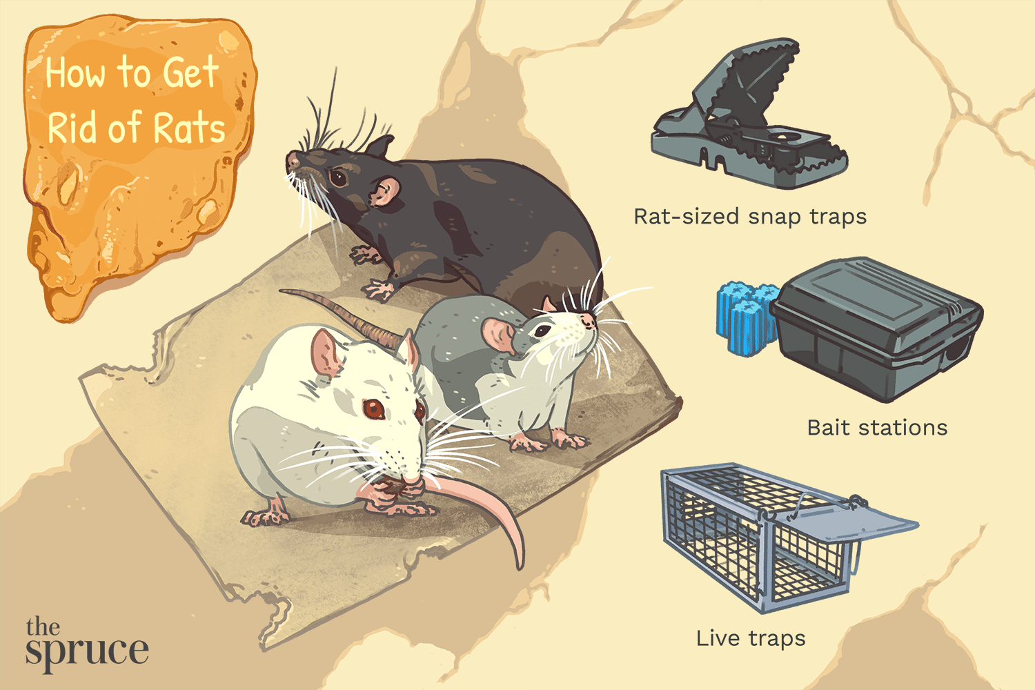 Wie man Ratten loswird
