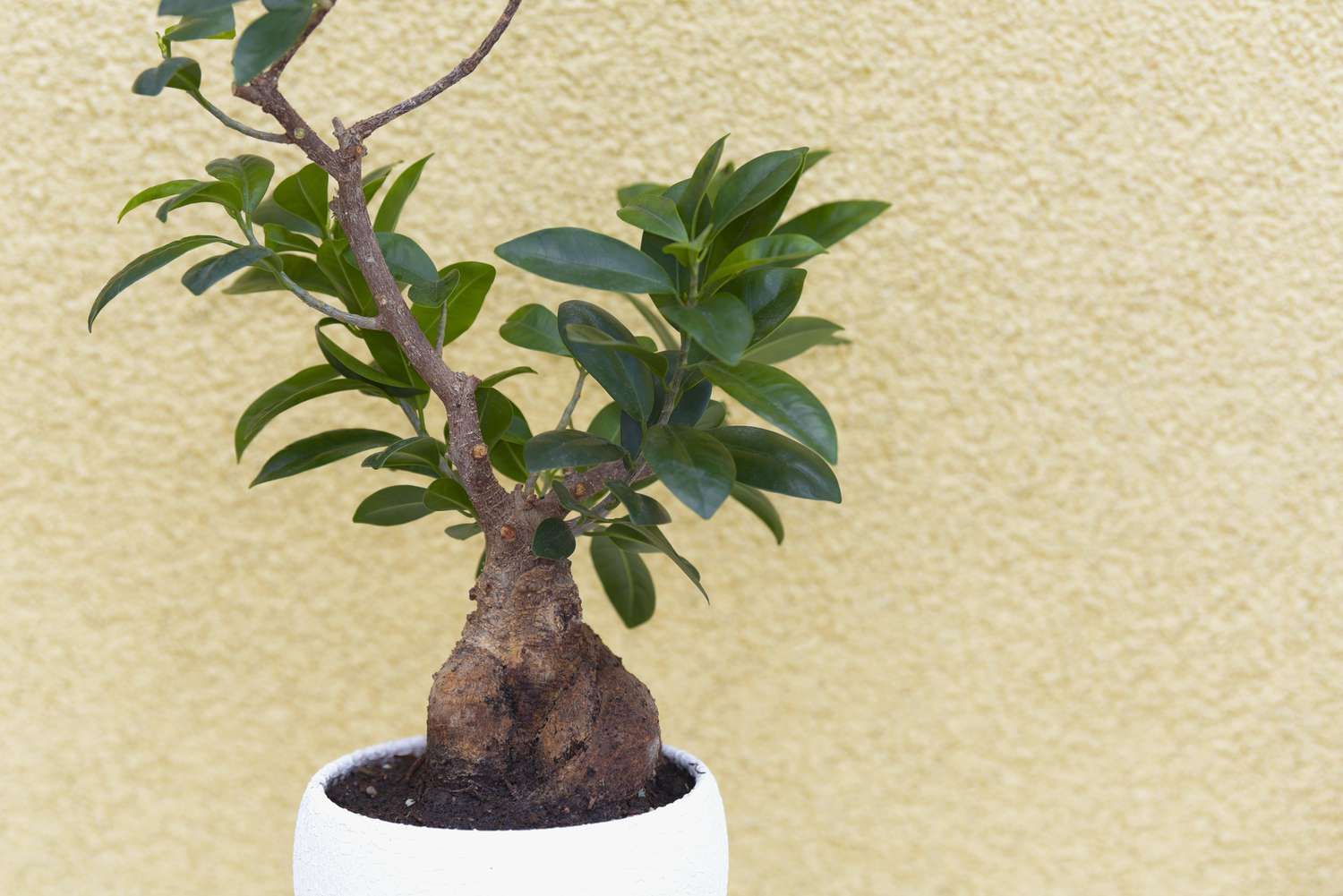 Ginseng ficus bonsai plant in white plant against yellow wall