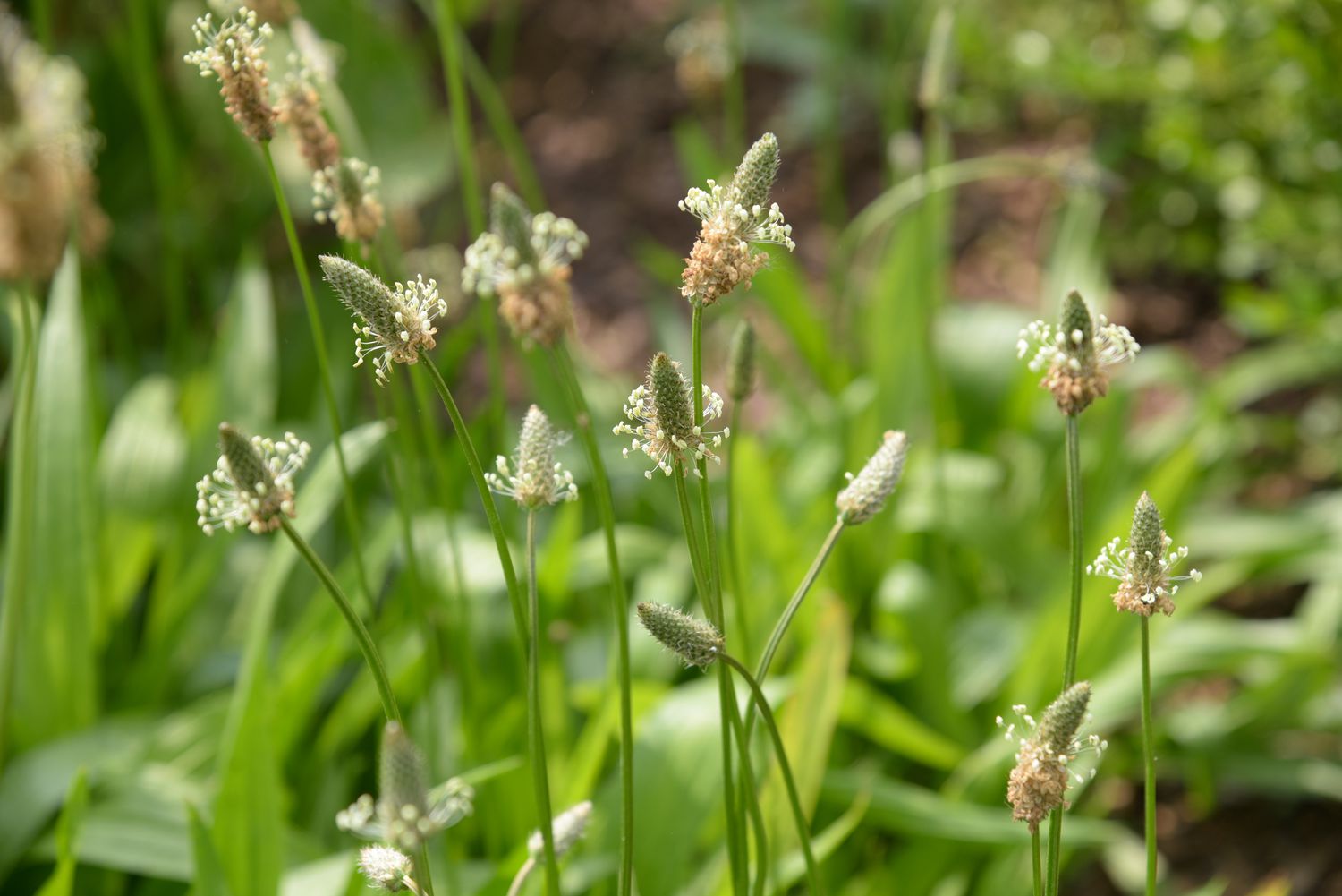 Breitblättriger Wegerich mit kleinen grünen Blütenähren und winzigen weißen Blüten an dünnen Stielen