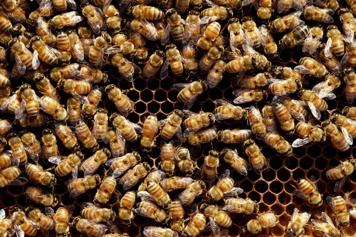 Honey bees (Hymenoptera) on honeycomb