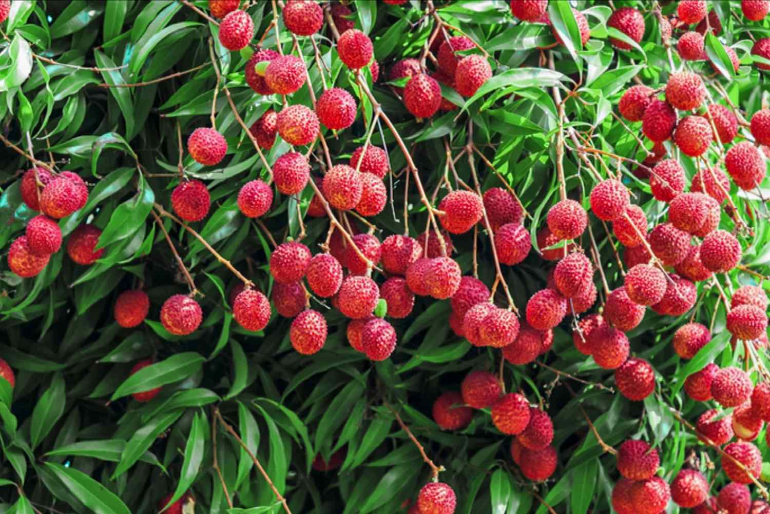 Comment cultiver des litchis pour les fruits