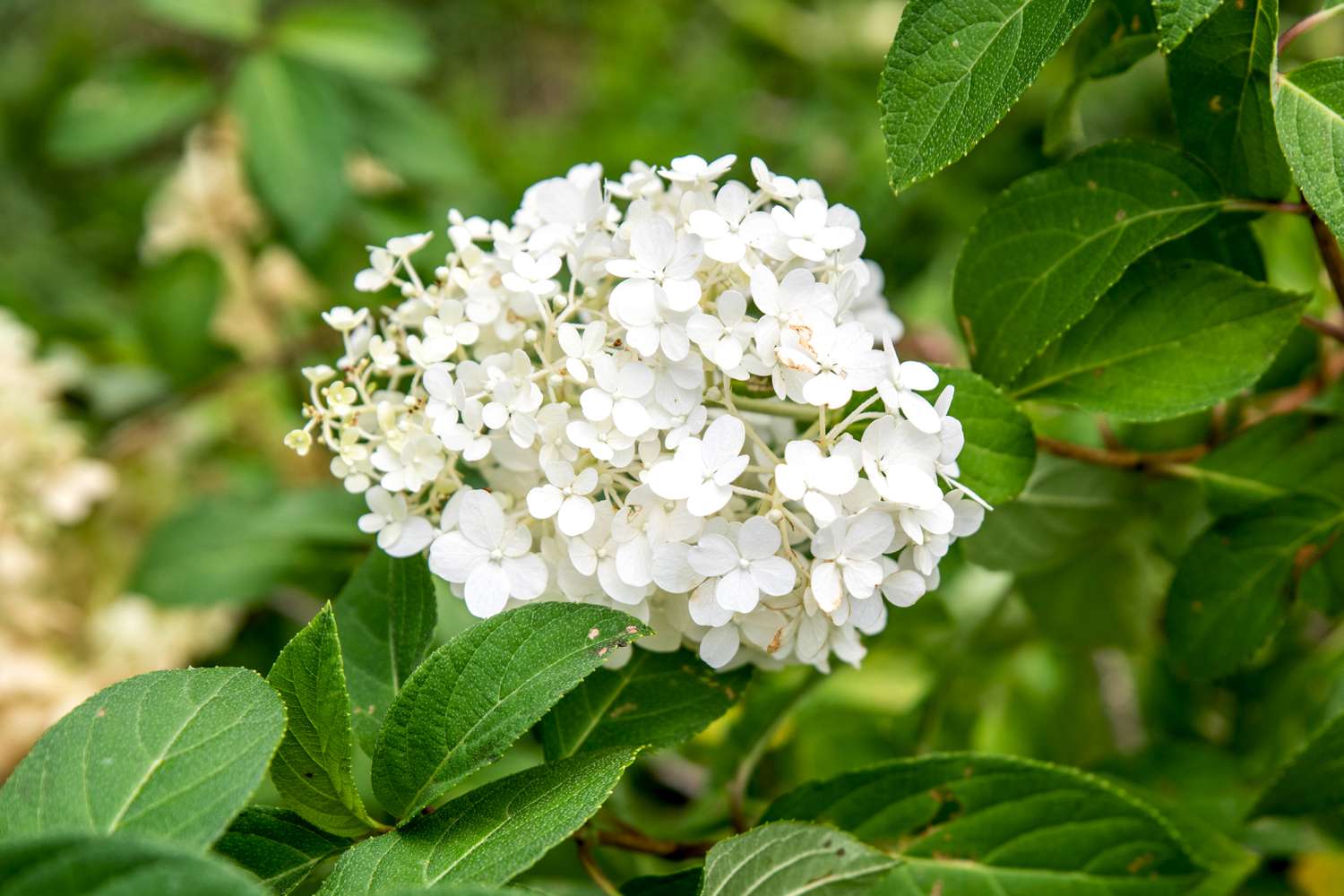 Arbusto de hortênsia Bobo com pequenas panículas de flores brancas agrupadas e rodeadas por folhas ovais