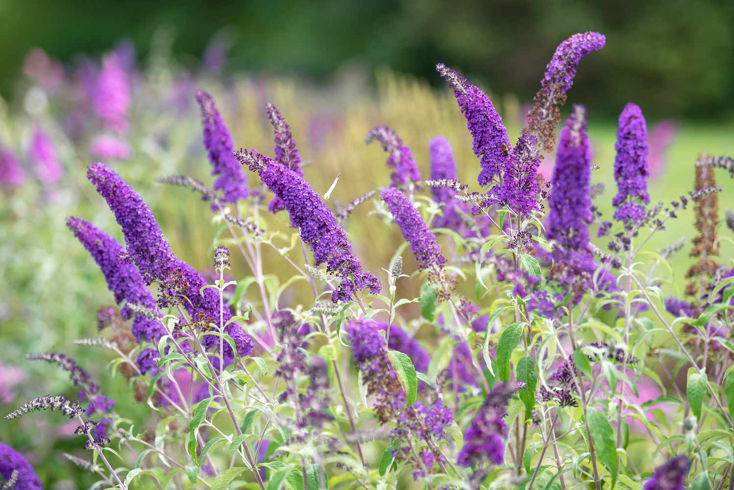 Anbau und Pflege von Blue Chip Butterfly Bush