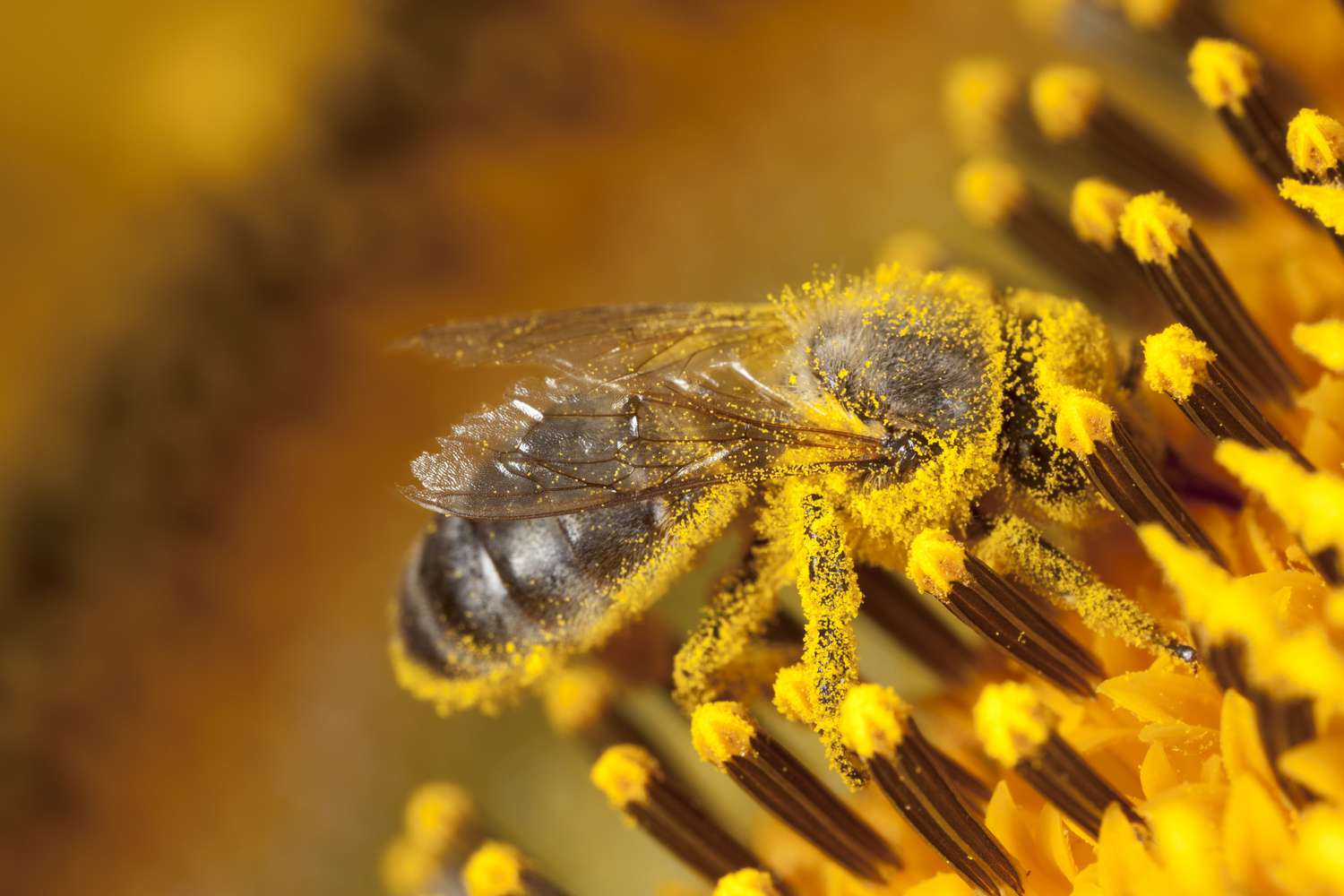 Biene sammelt Pollen von einer Sonnenblume