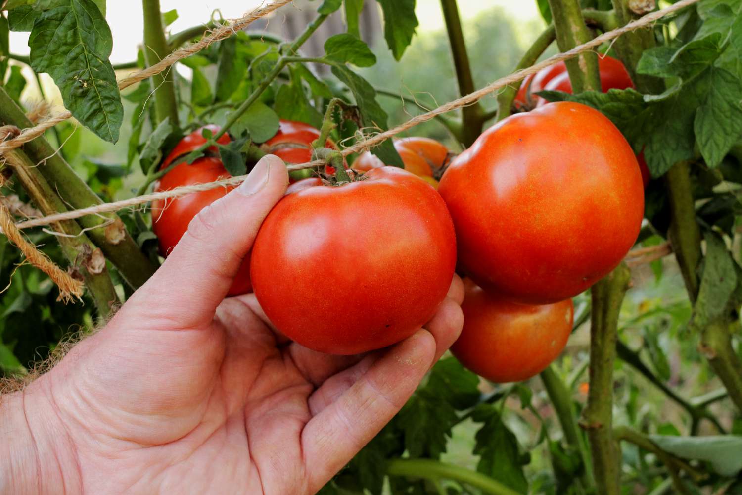 Harvesting ripe early girl tomatoes