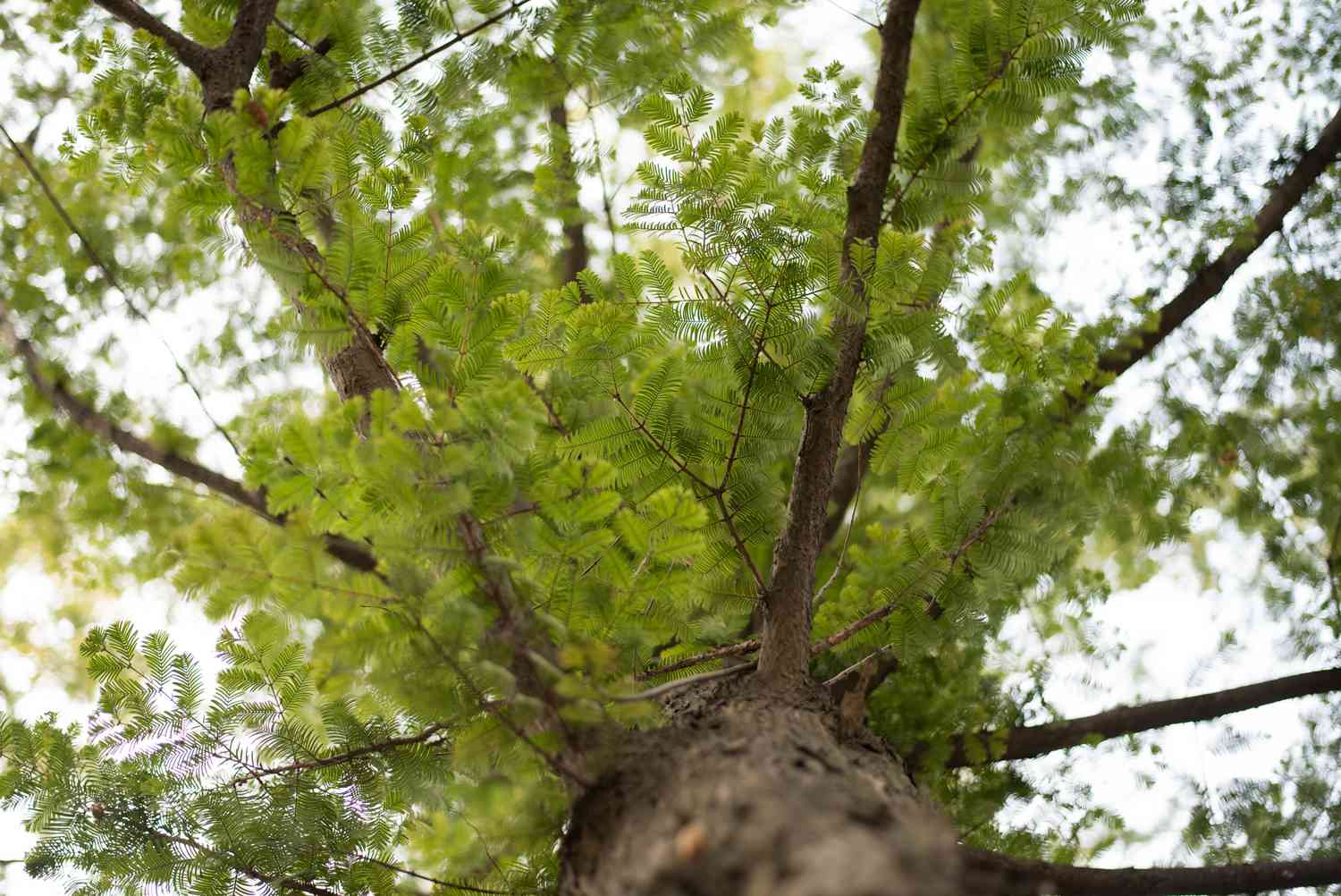 Metasequoia Blätter